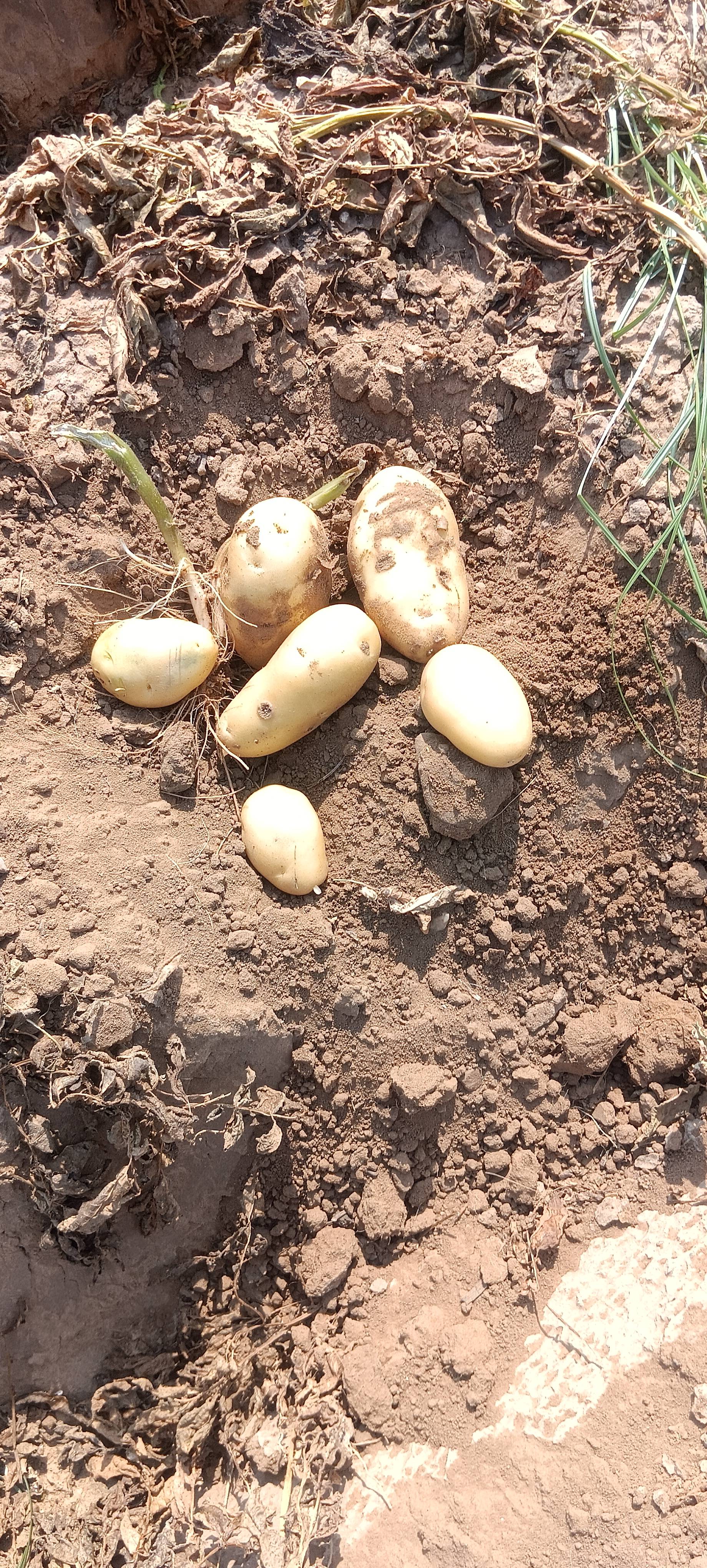Kufri Pukhraj for sale in Vadodara, Gujarat