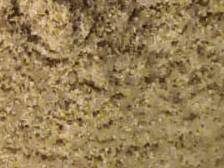 Ground Spices Coriander Powder