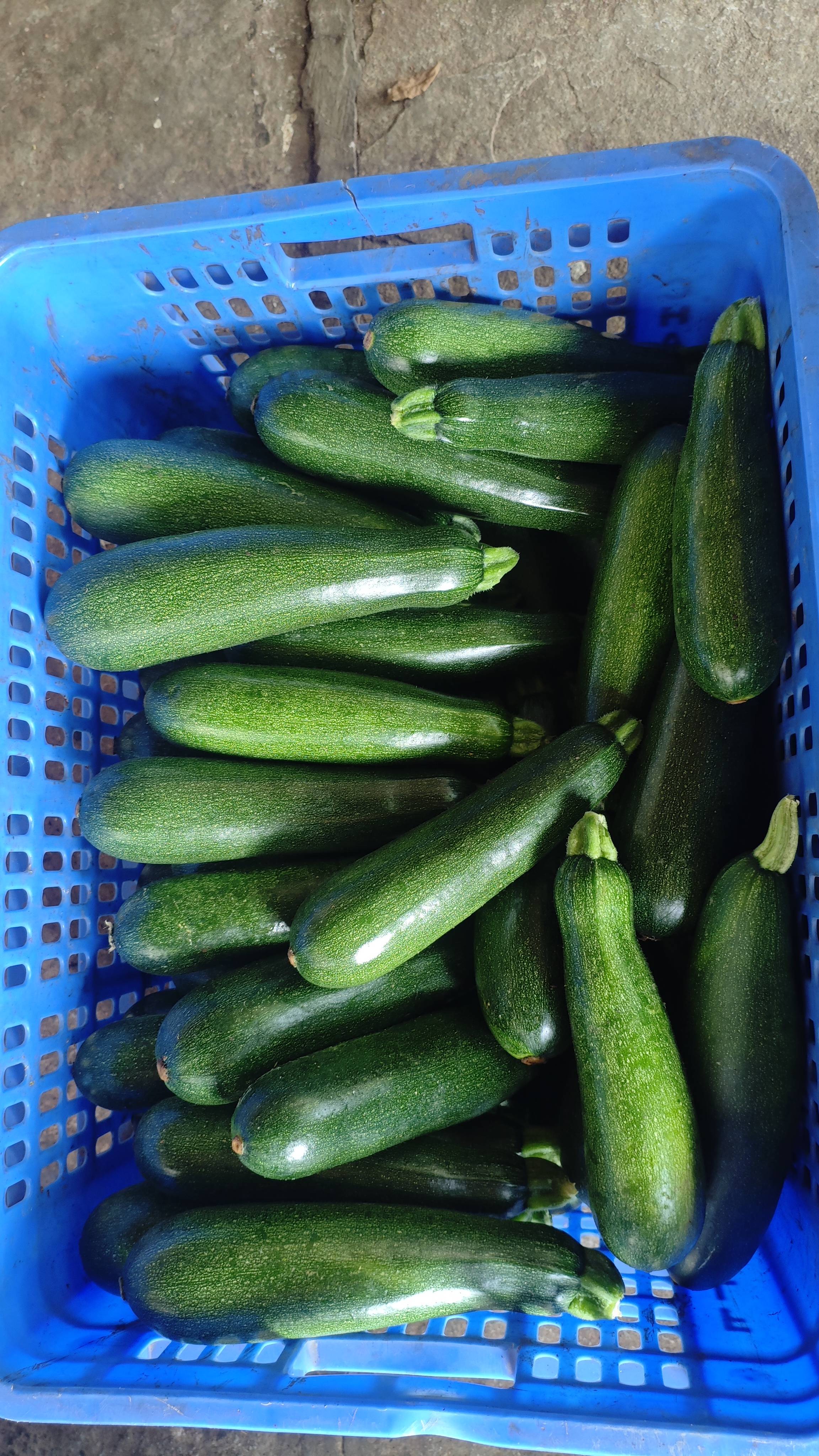 Green Zucchini विक्रीसाठी, सातारा, महाराष्ट्र
