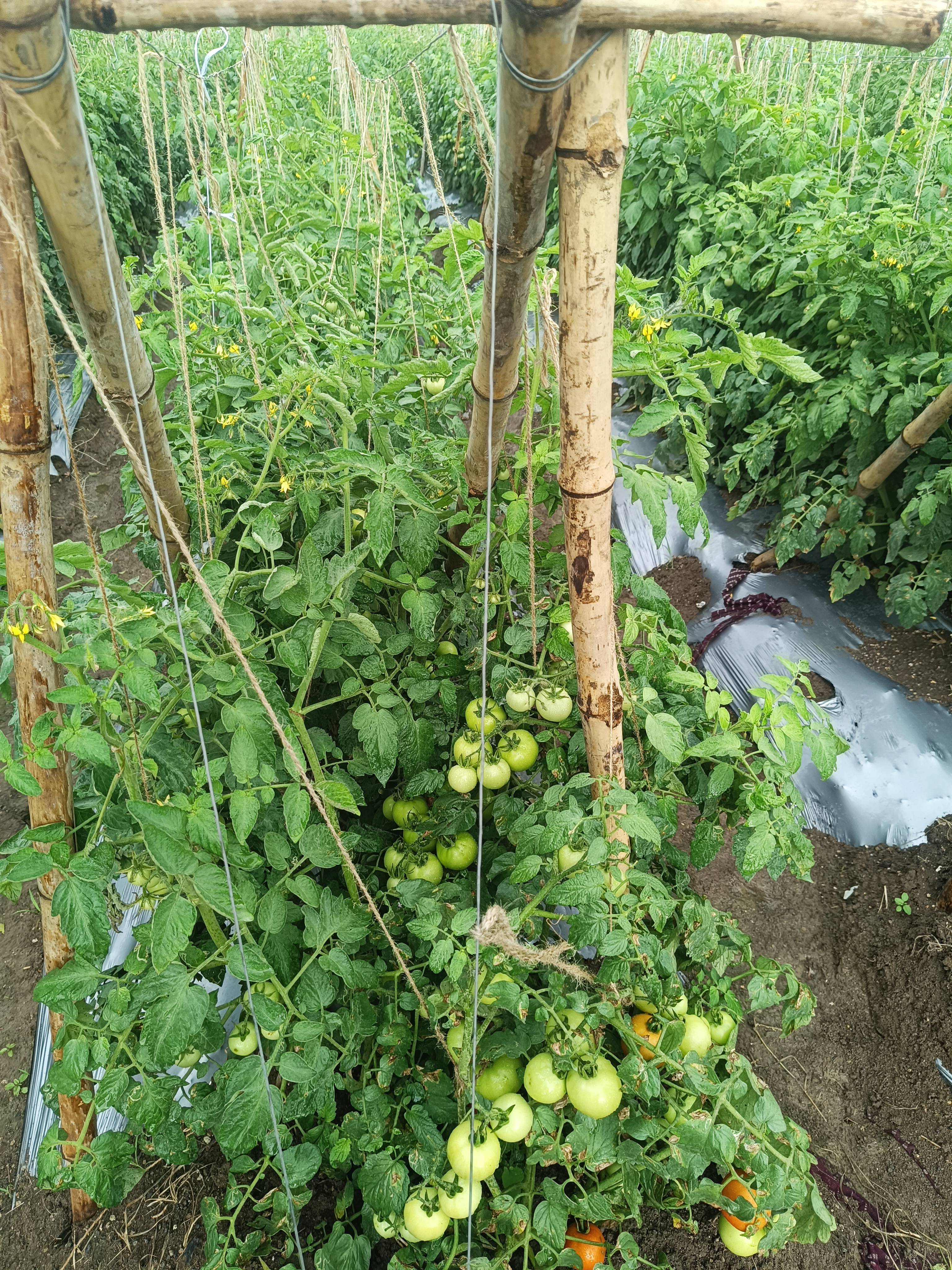 Saaho Tomato for sale in Chhatrapati Sambhajinagar, Maharashtra