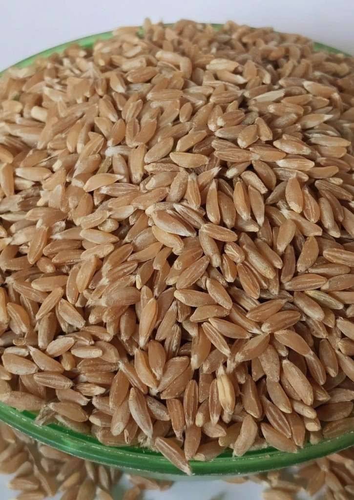 Emmer Wheat for sale in Satara, Maharashtra
