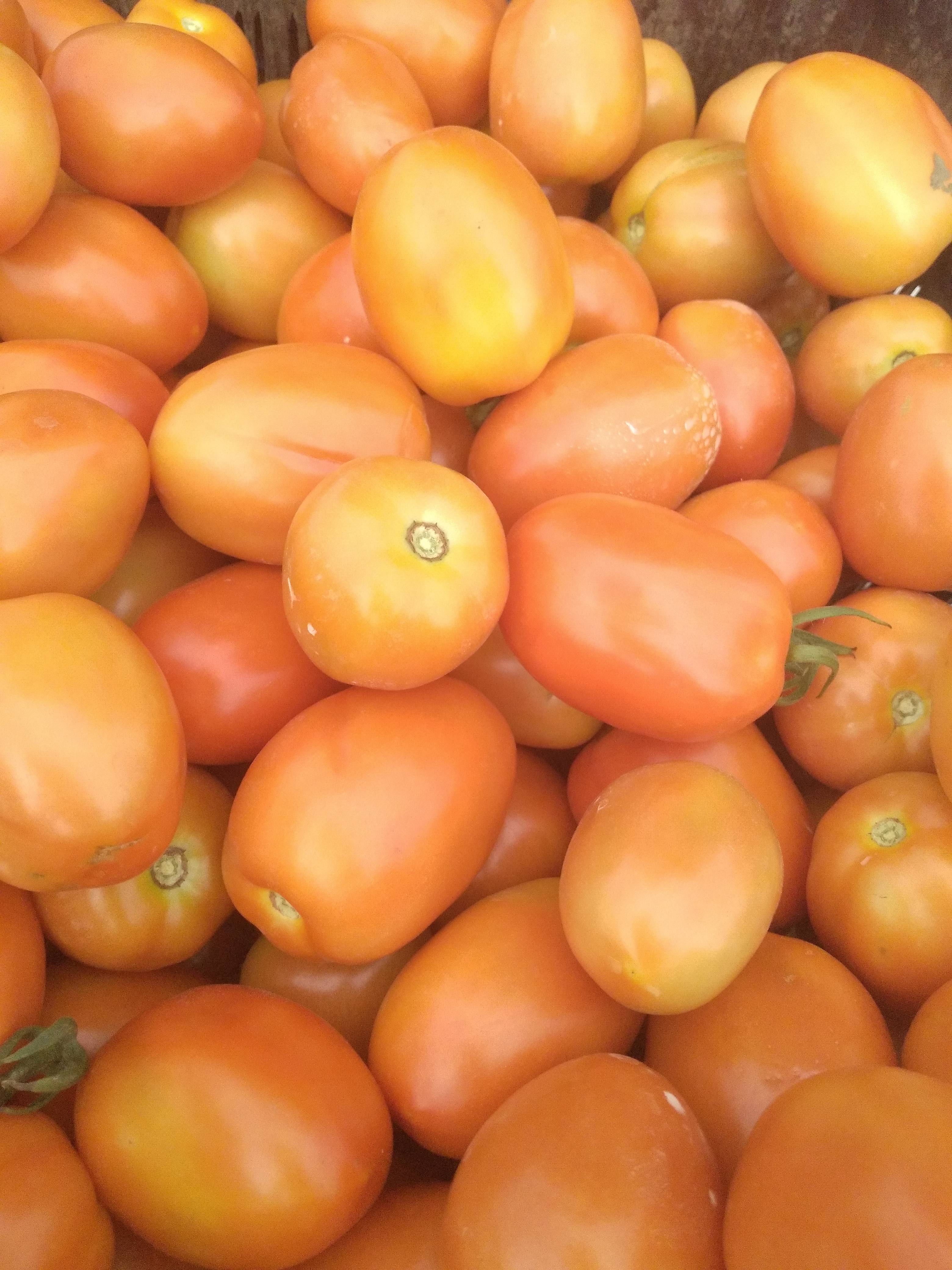 Atharva Tomato for sale in Nashik, Maharashtra