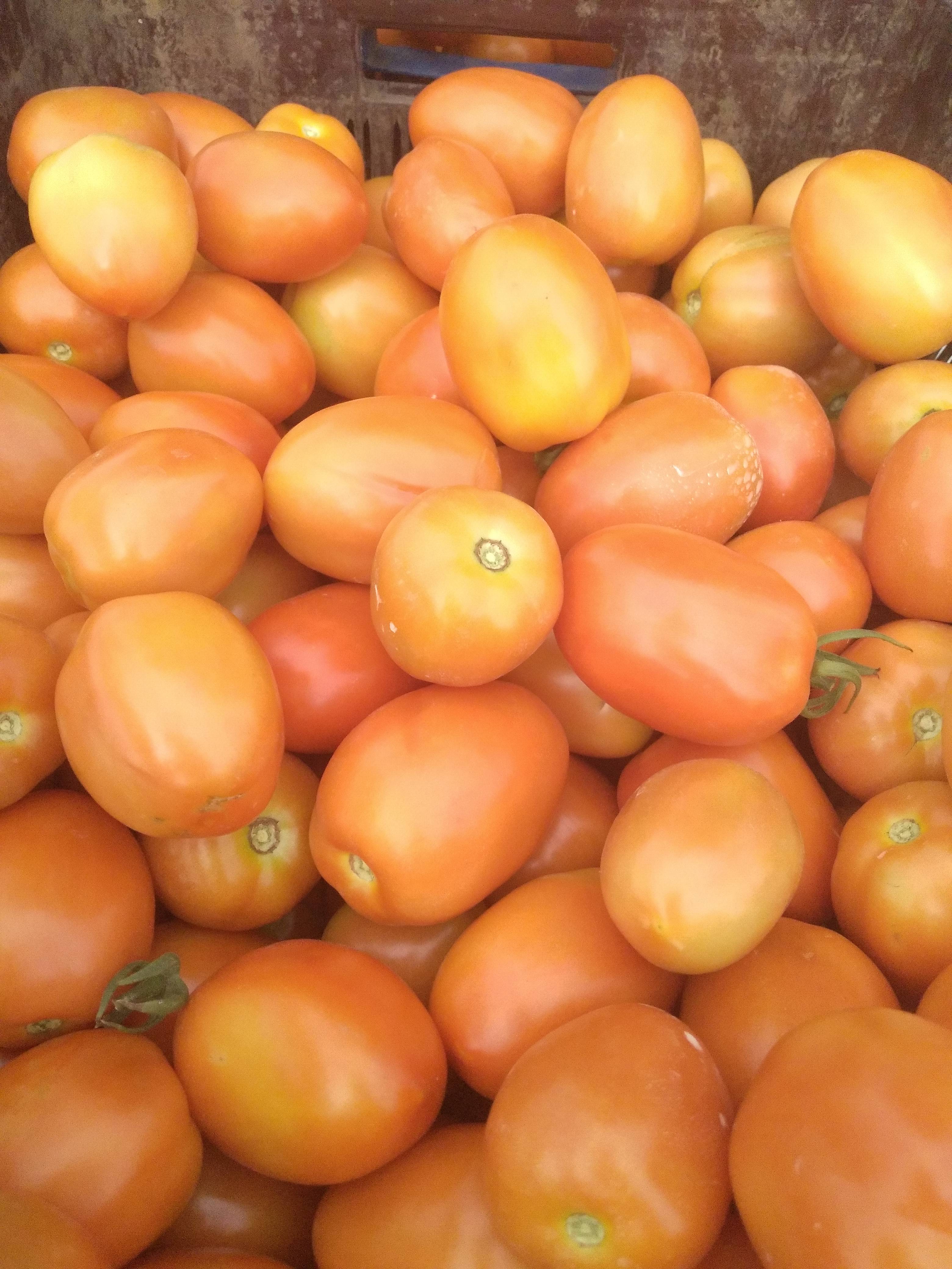 Atharva Tomato for sale in Nashik, Maharashtra