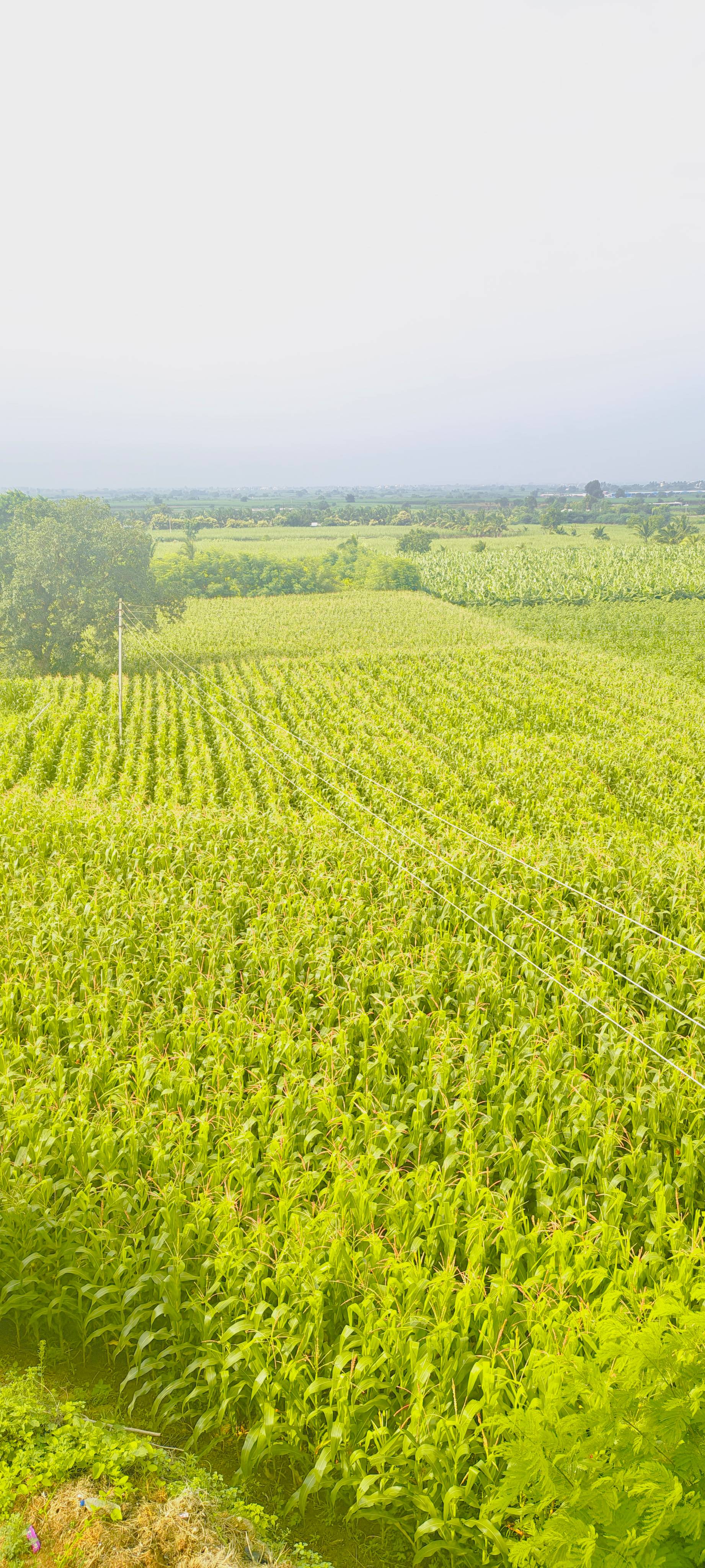 Maize fodder विक्रीसाठी, अहिल्यानगर, महाराष्ट्र