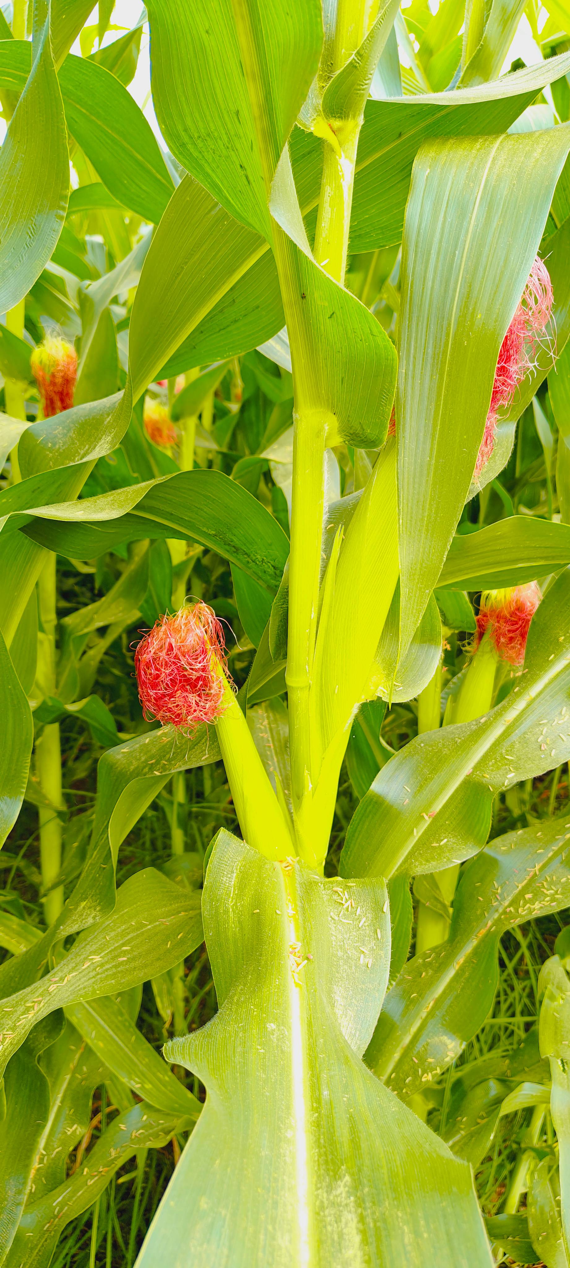 Maize fodder विक्रीसाठी, अहिल्यानगर, महाराष्ट्र