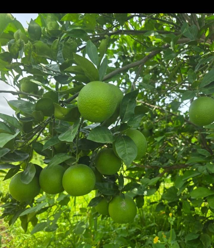Golden Mousambi बिक्री के लिए, छत्रपति संभाजीनगर, महाराष्ट्र