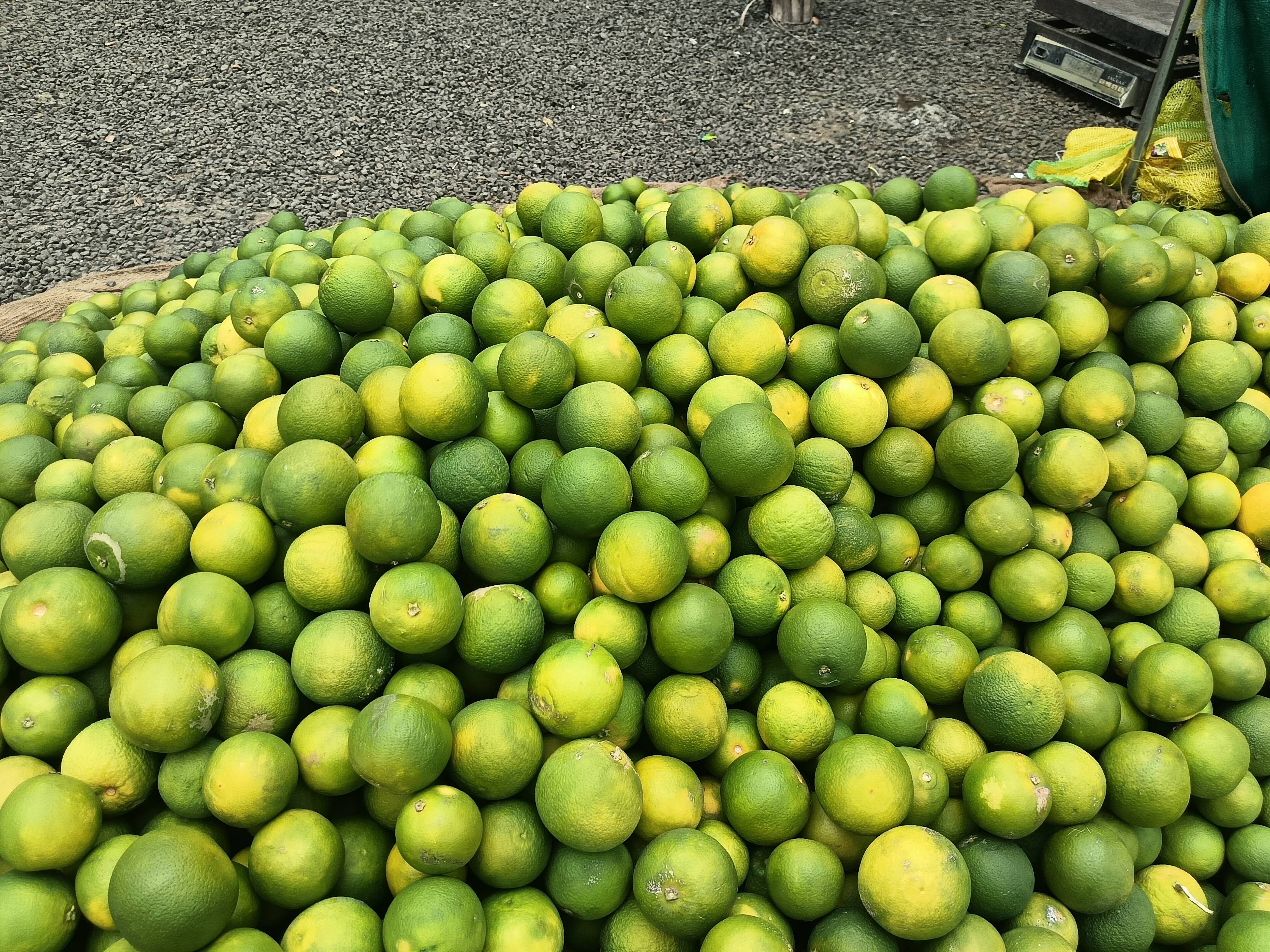 Golden Mousambi बिक्री के लिए, छत्रपति संभाजीनगर, महाराष्ट्र