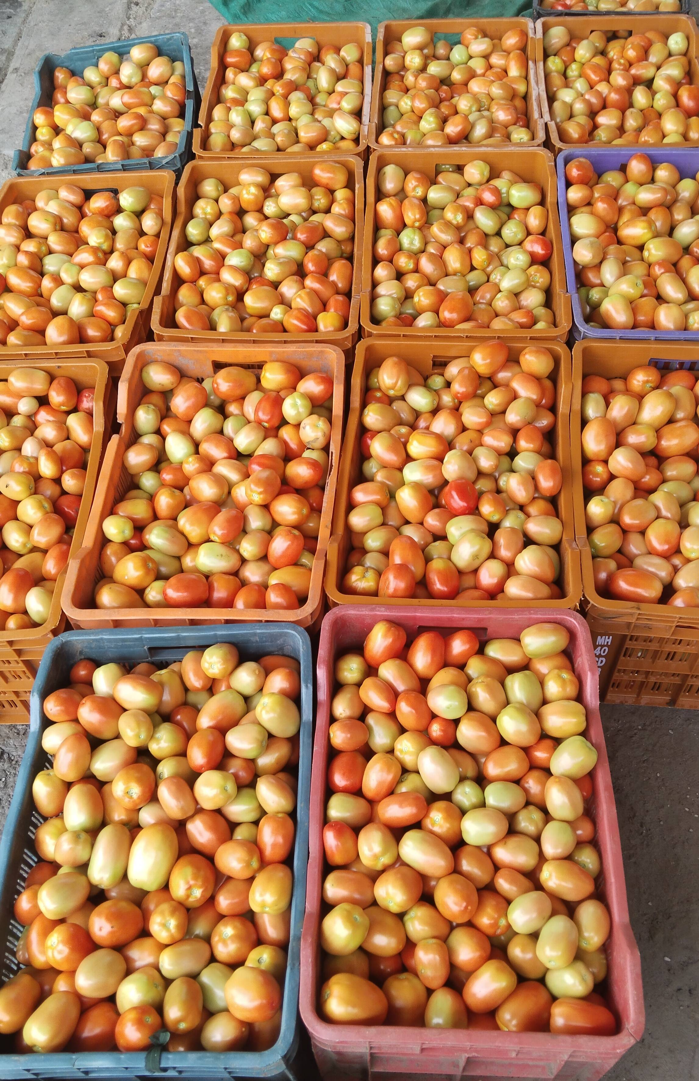 Vaishali Tomato for sale in Jalna, Maharashtra
