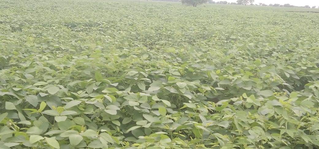 Yellow Soybean बिक्री के लिए, अमरावती, महाराष्ट्र
