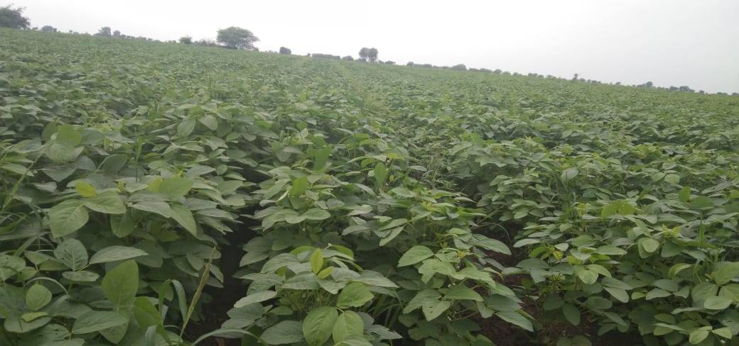 सोया बीन Yellow Soybean