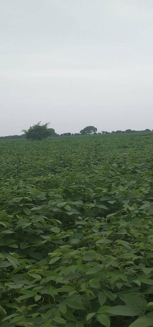 Yellow Soybean बिक्री के लिए, अमरावती, महाराष्ट्र