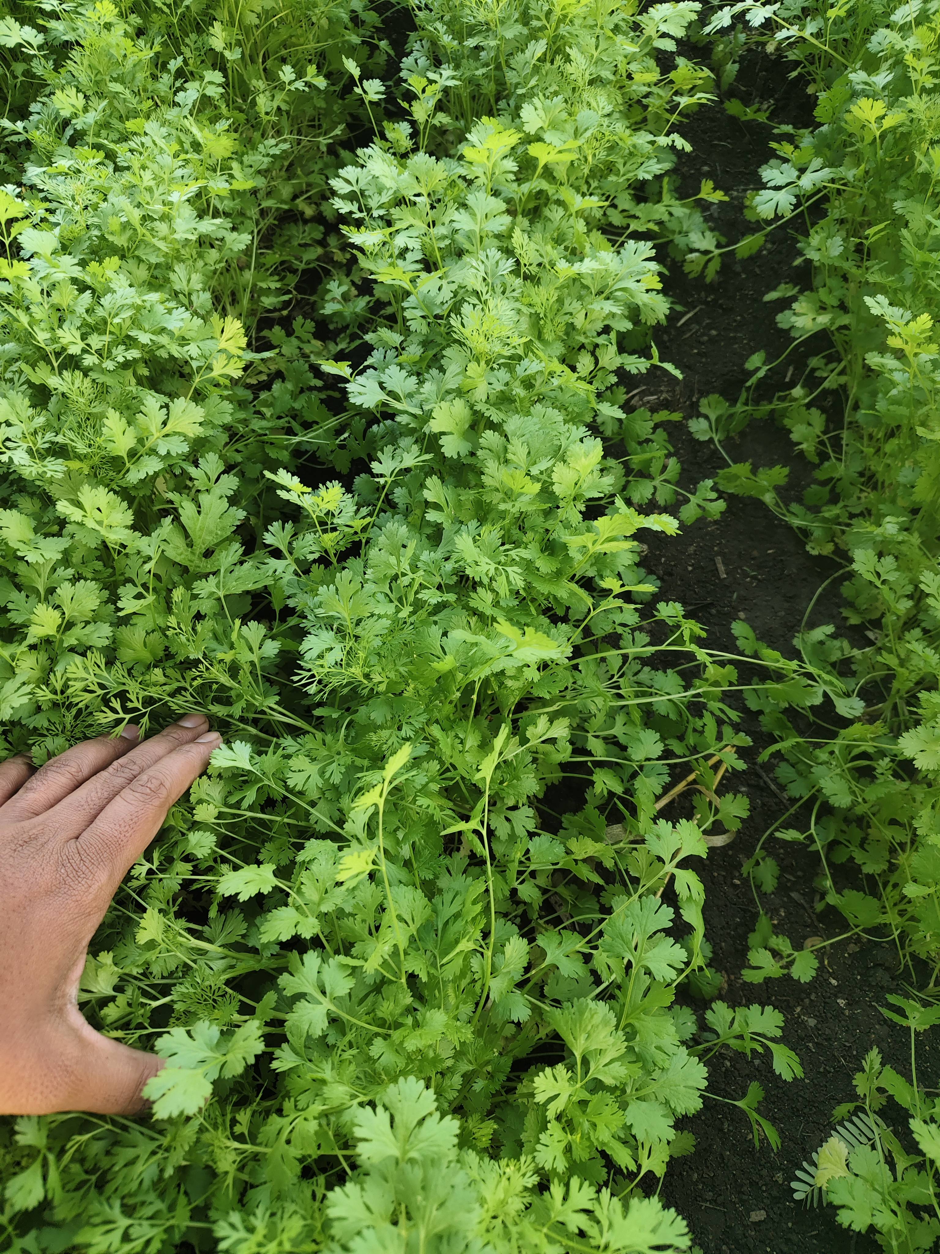 Coriander Leave बिक्री के लिए, धाराशिव, महाराष्ट्र
