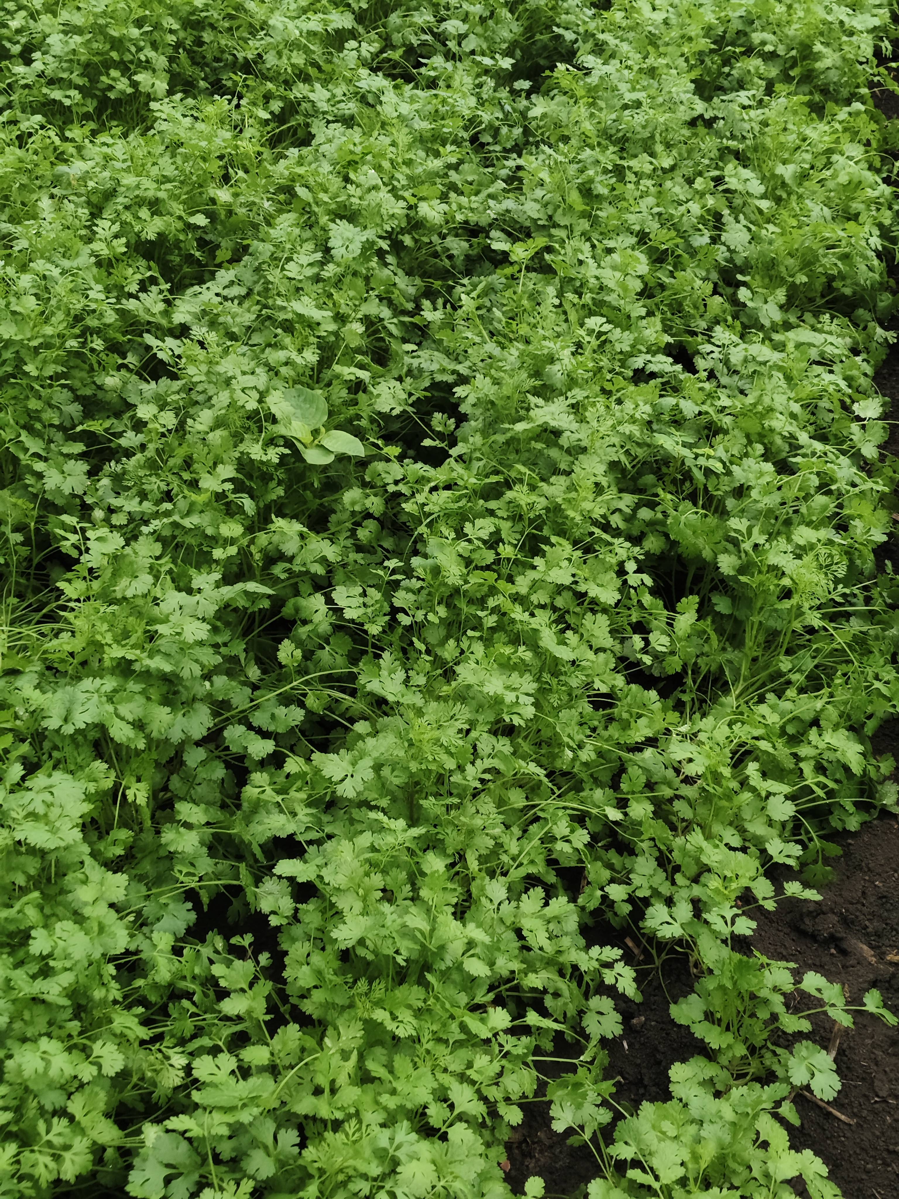 Coriander Leave बिक्री के लिए, धाराशिव, महाराष्ट्र