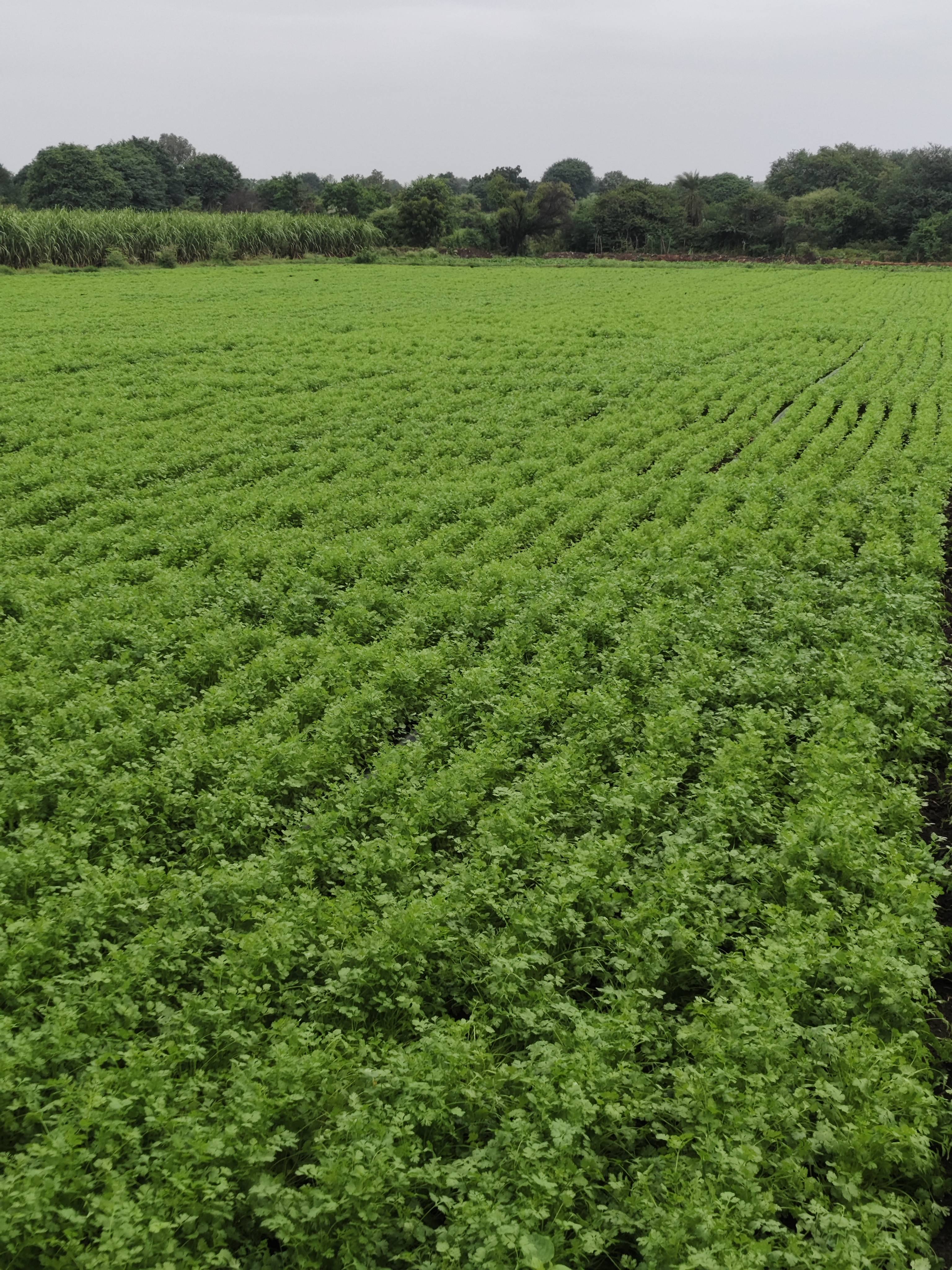 Coriander Leave बिक्री के लिए, धाराशिव, महाराष्ट्र