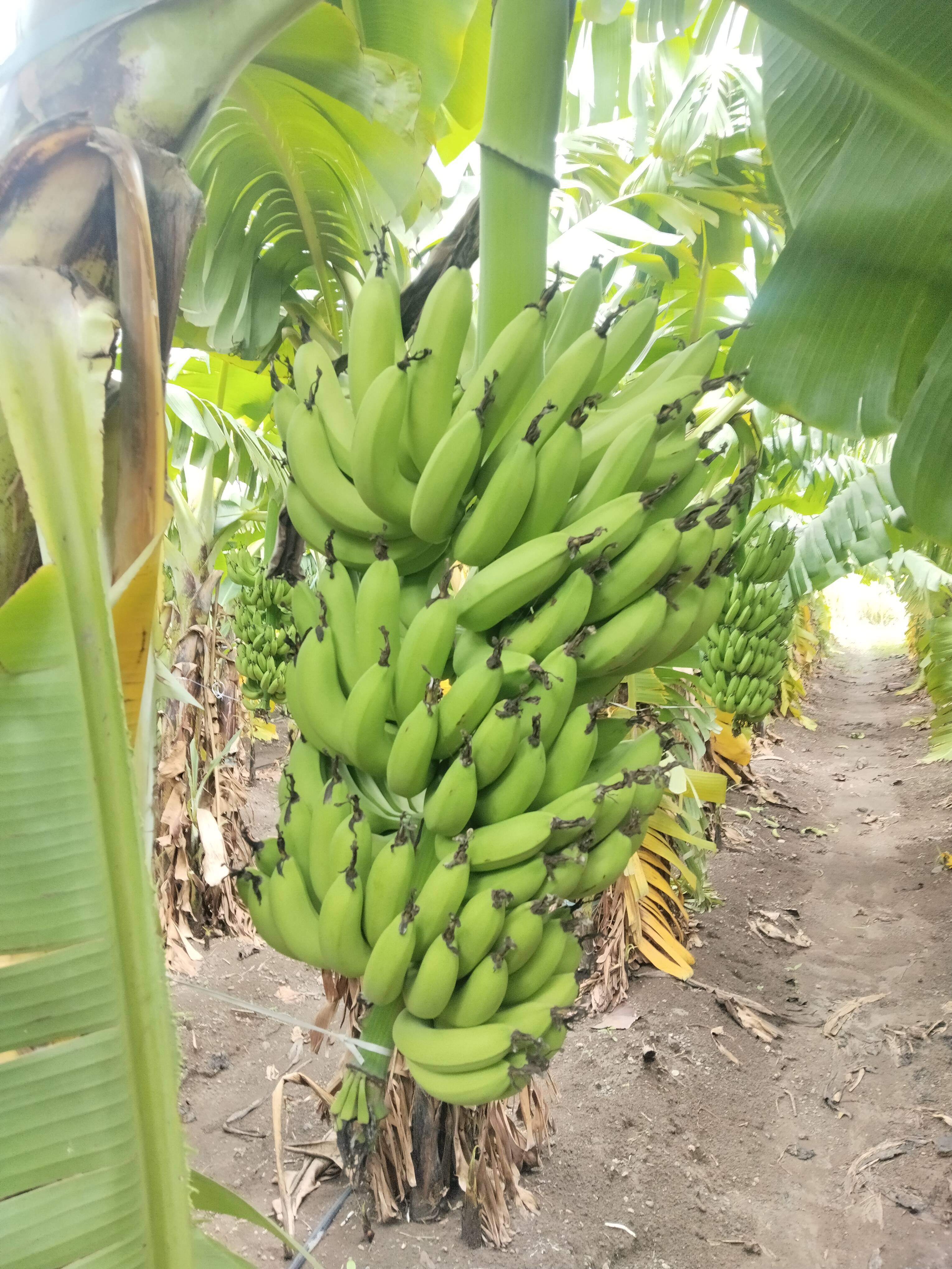 Green Banana बिक्री के लिए, नांदेड़, महाराष्ट्र
