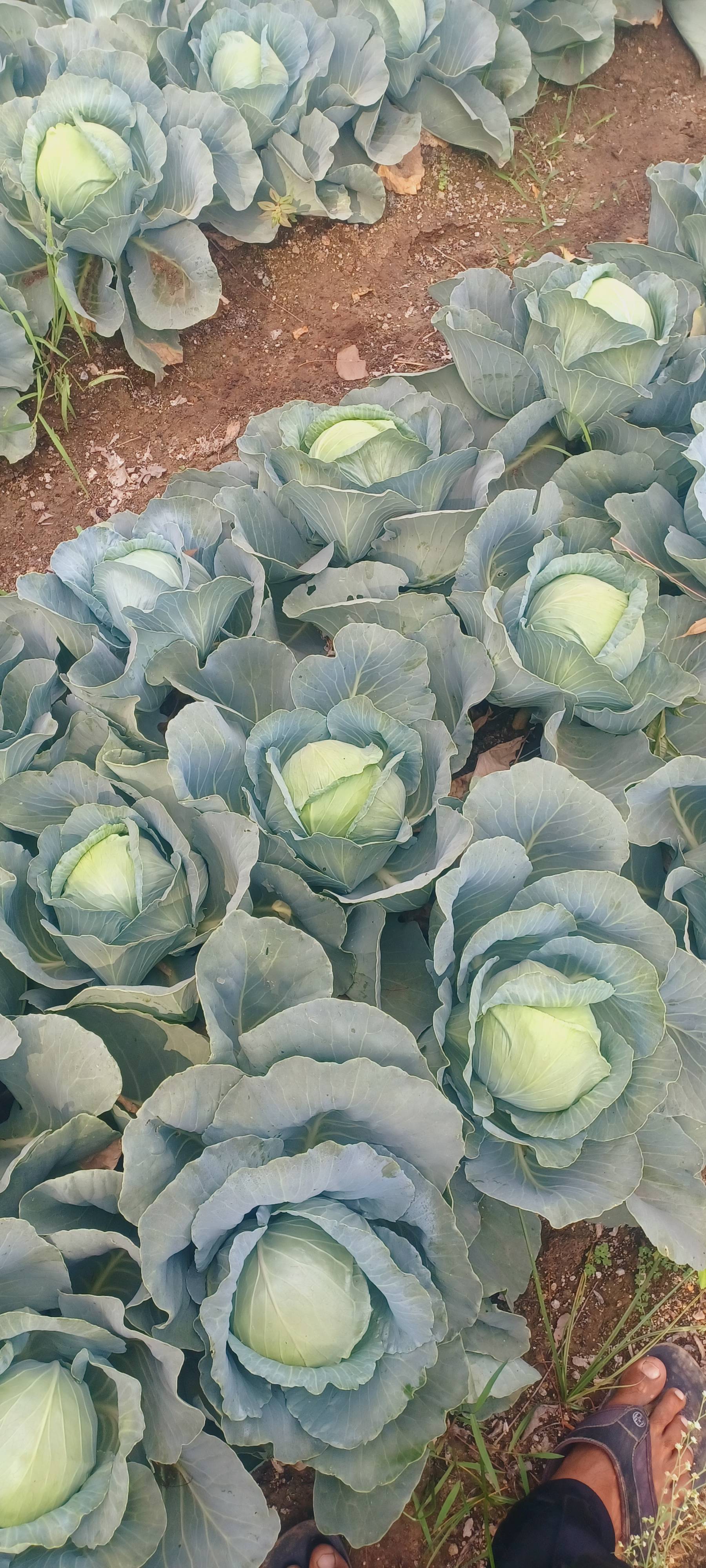 Green Cabbage विक्रीसाठी, नाशिक, महाराष्ट्र