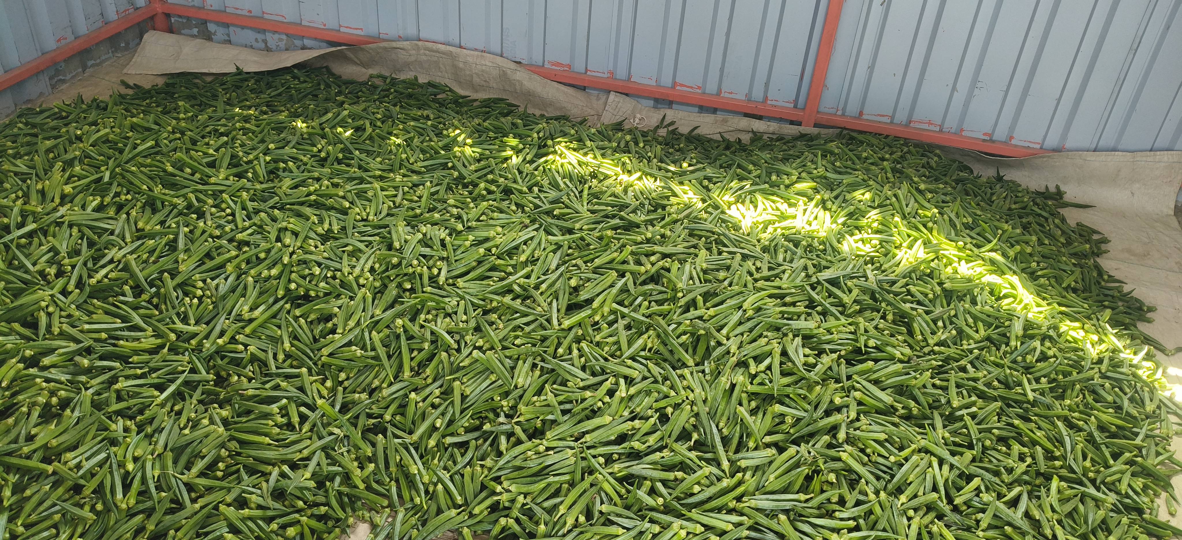 Radhika for sale in Jalgaon, Maharashtra