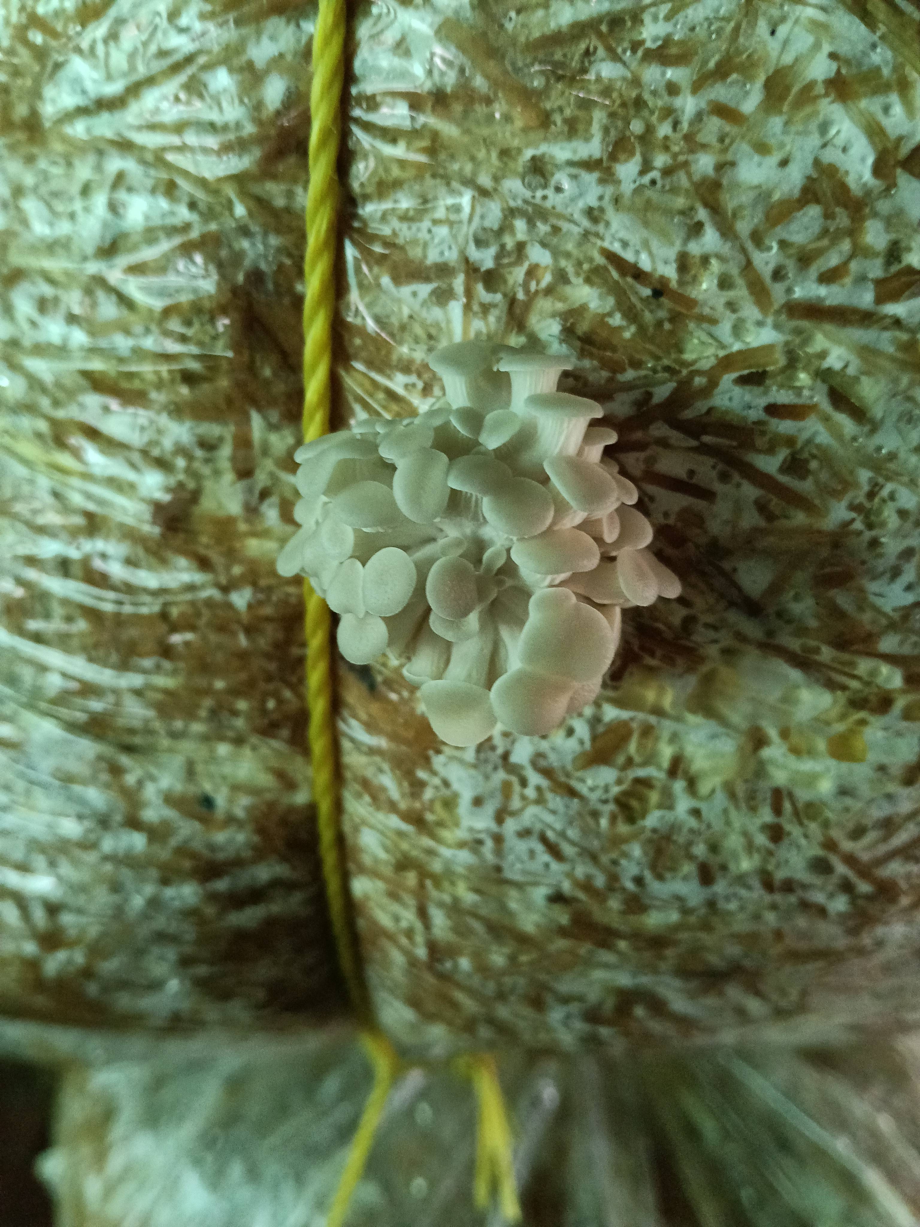 Oyster Mushroom विक्रीसाठी, रायसेन, मध्य प्रदेश