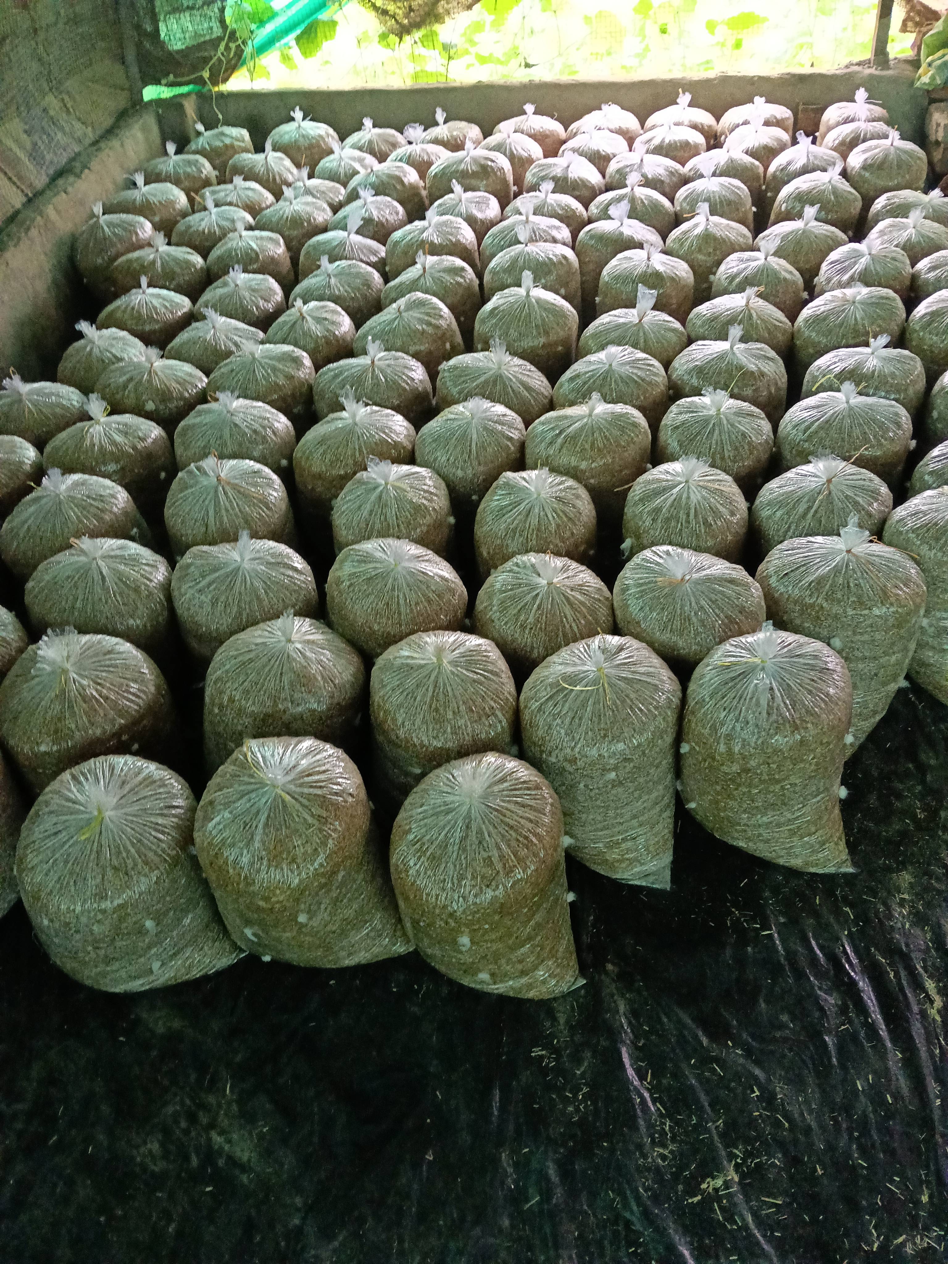Oyster Mushroom विक्रीसाठी, रायसेन, मध्य प्रदेश