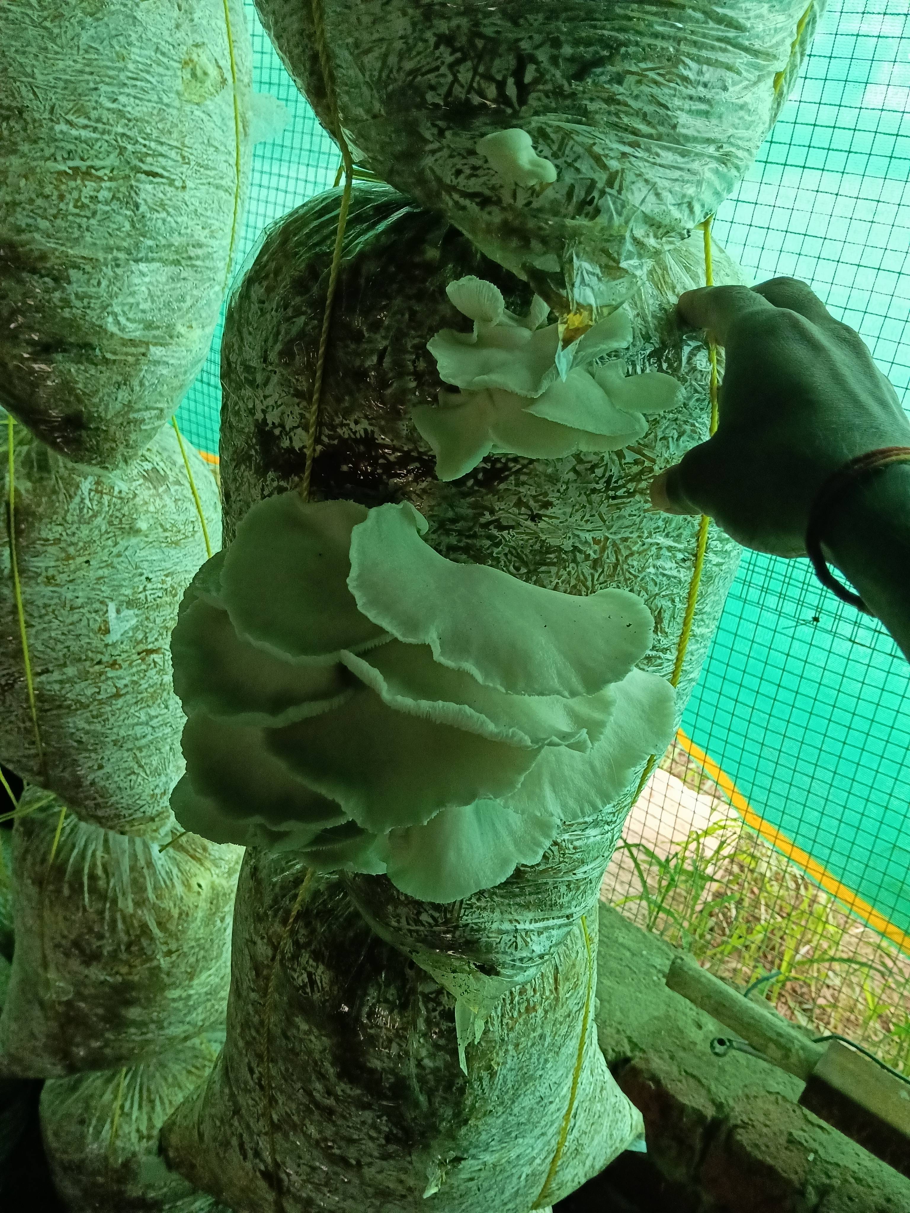 Oyster Mushroom विक्रीसाठी, रायसेन, मध्य प्रदेश