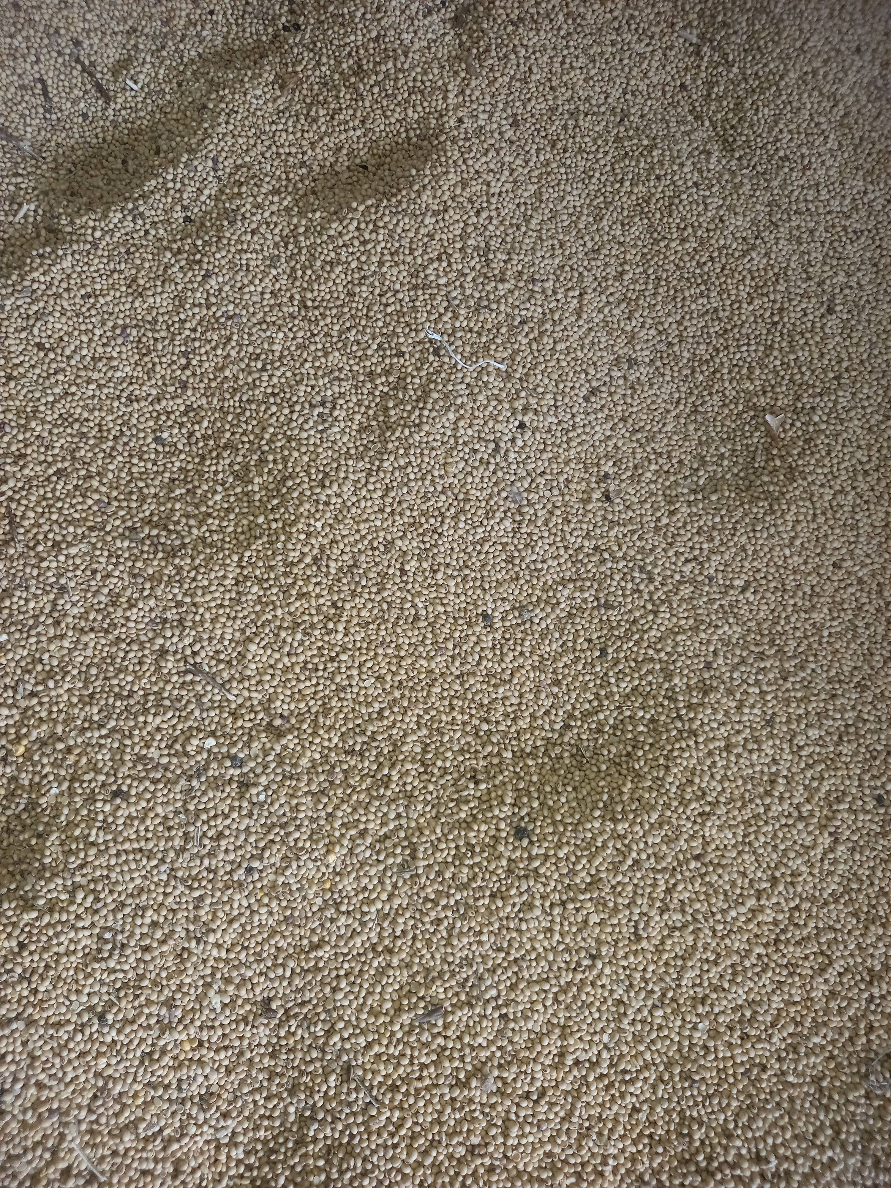 सोया बीन Yellow Soybean