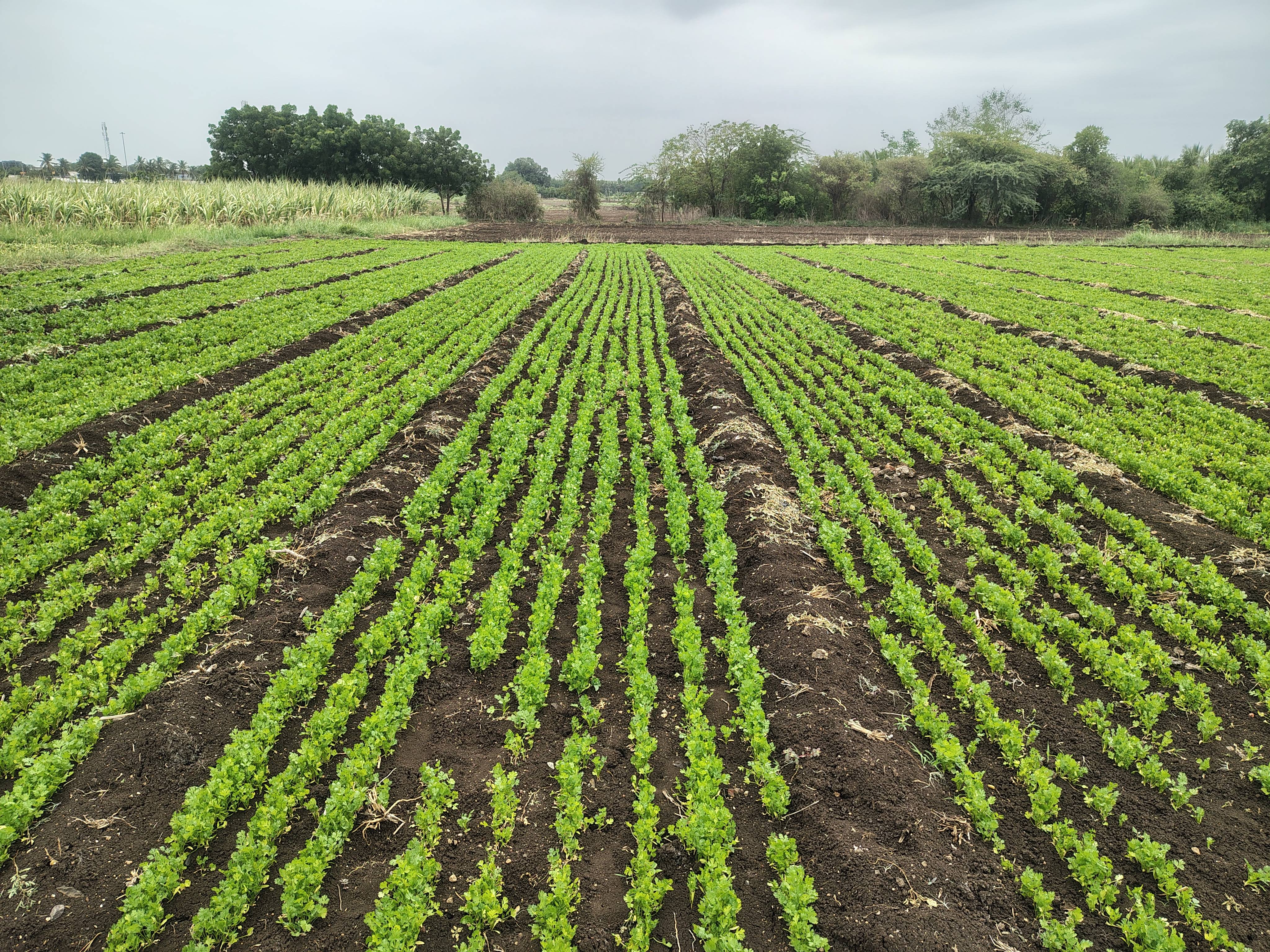 Coriander Leave for sale in Solapur, Maharashtra