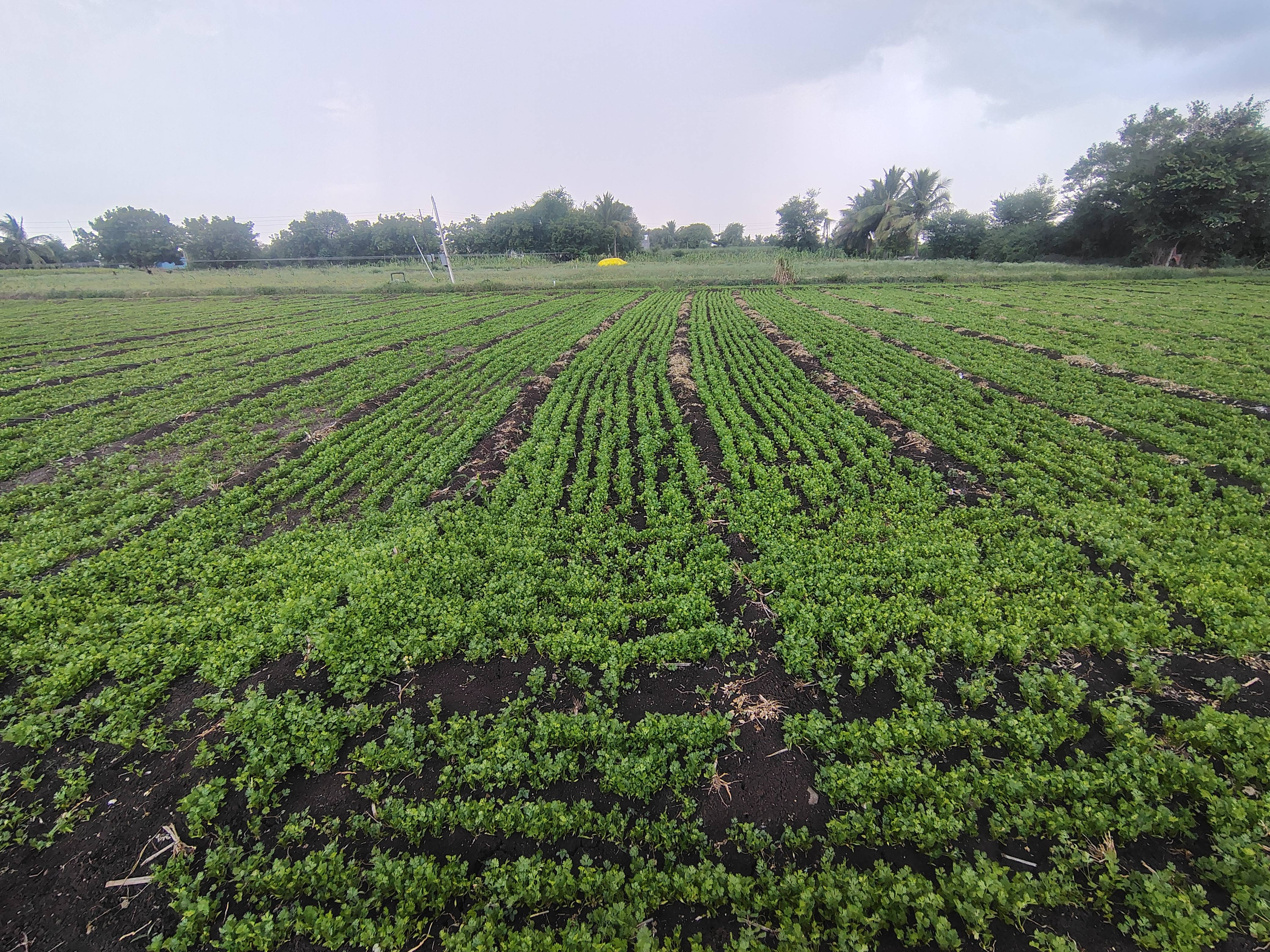 Coriander Leave for sale in Solapur, Maharashtra