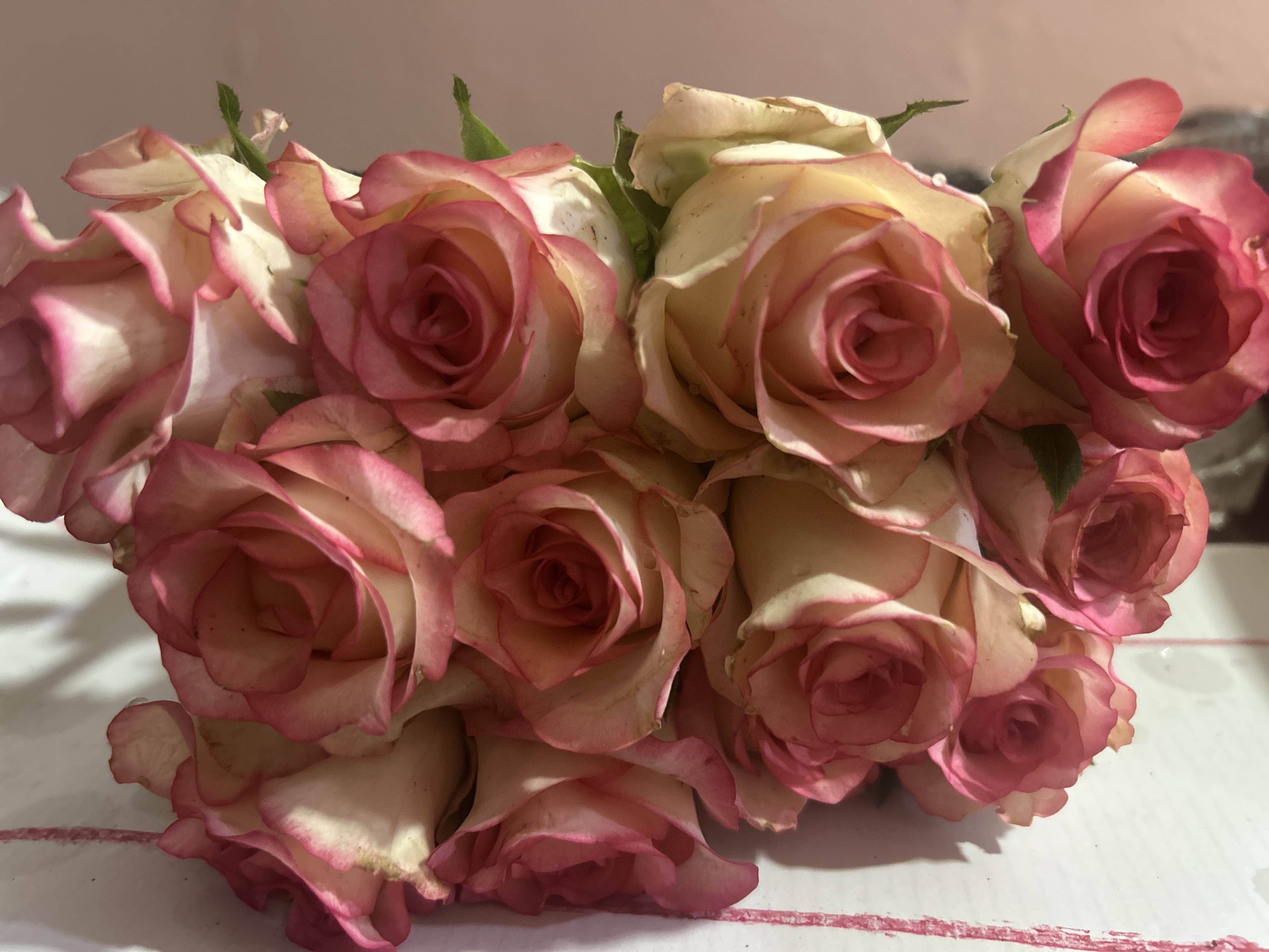 Rose Dutch Rose