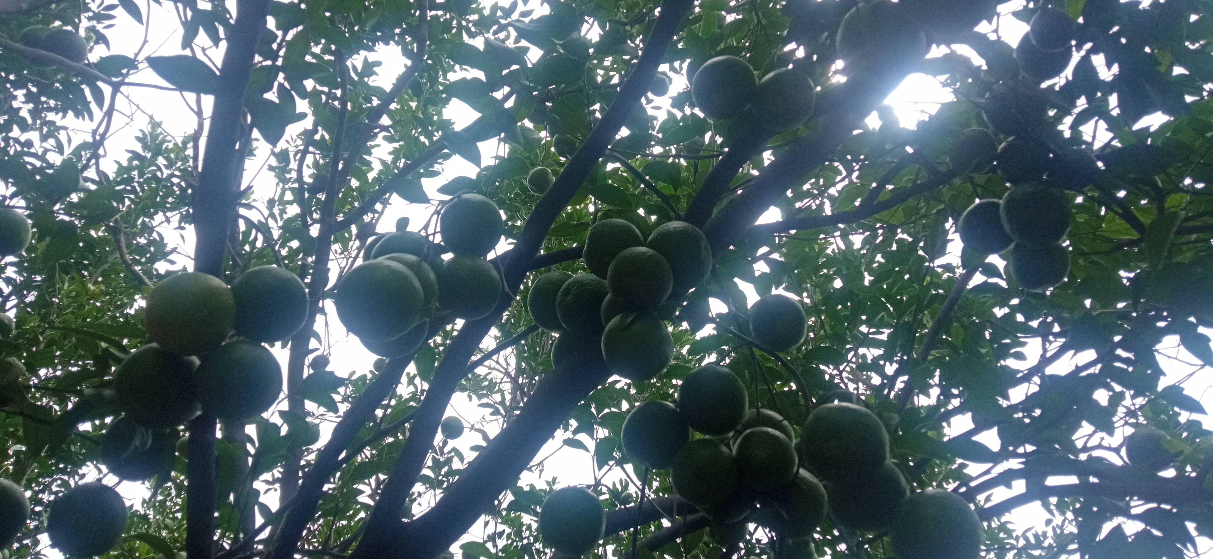 Nagpur Orange बिक्री के लिए, अमरावती, महाराष्ट्र
