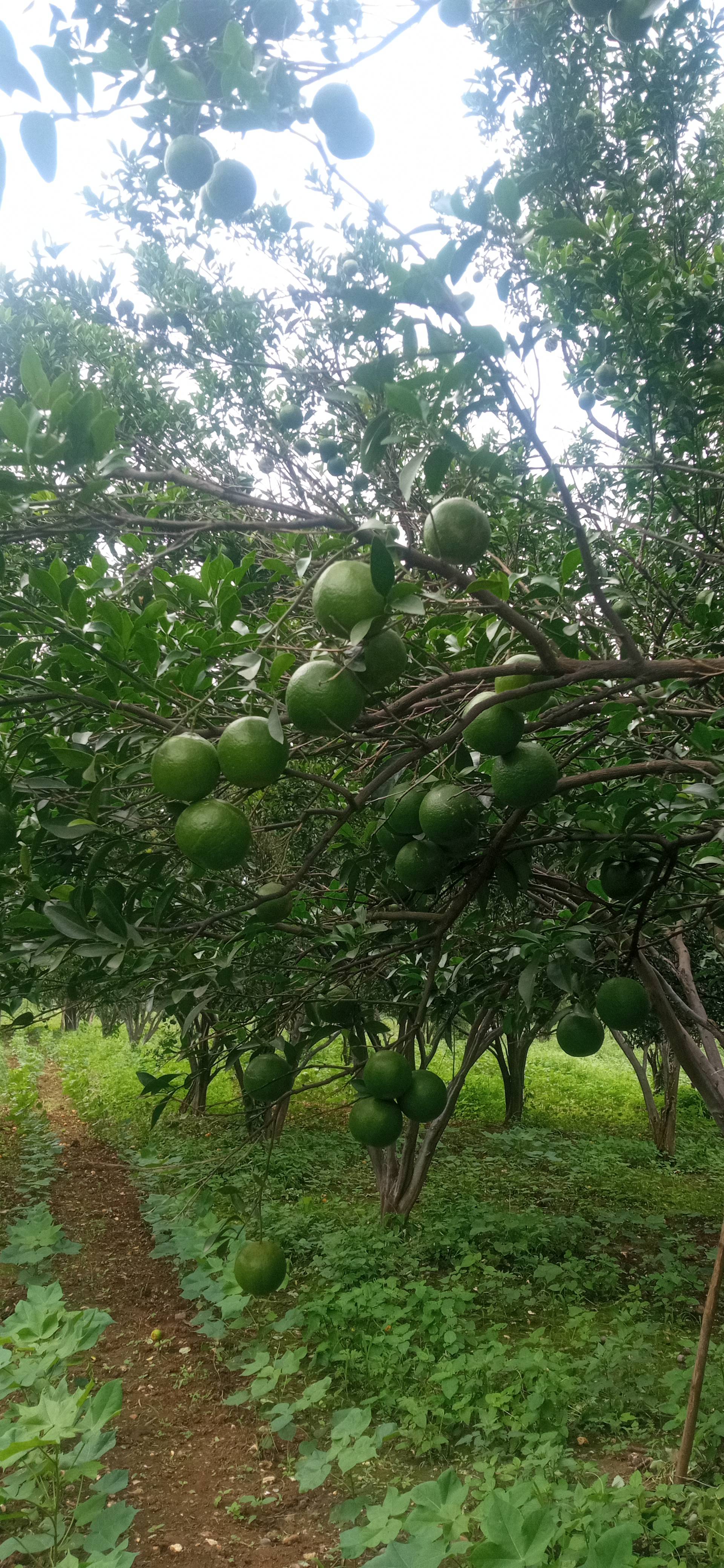 Nagpur Orange बिक्री के लिए, अमरावती, महाराष्ट्र