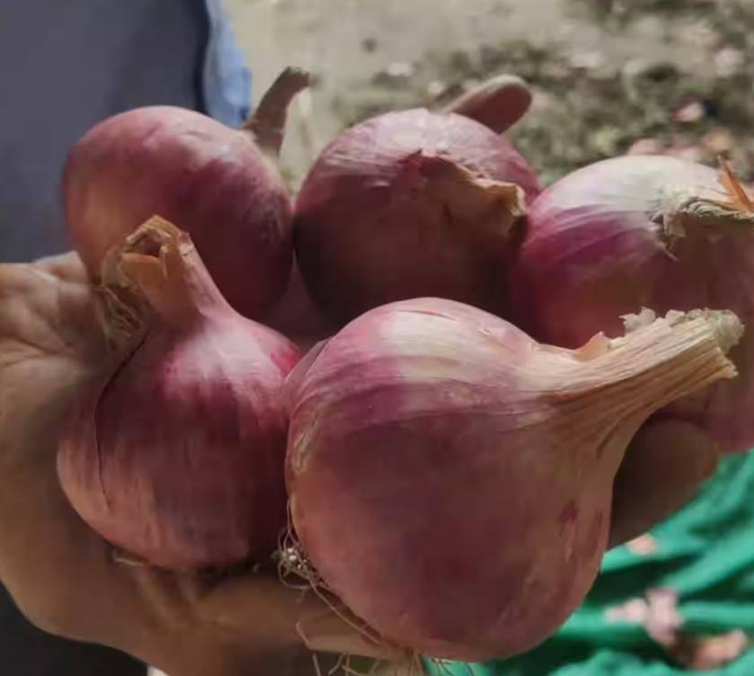 Red Onion for sale in Pune, Maharashtra