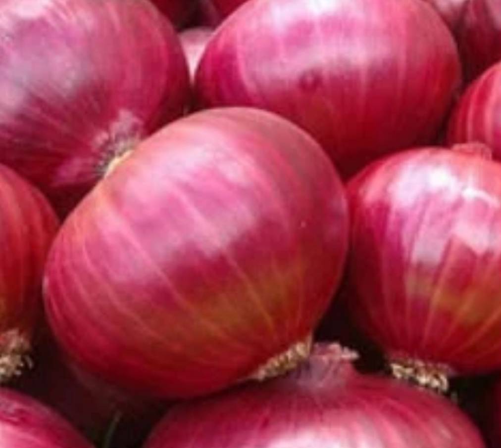 Red Onion for sale in Pune, Maharashtra