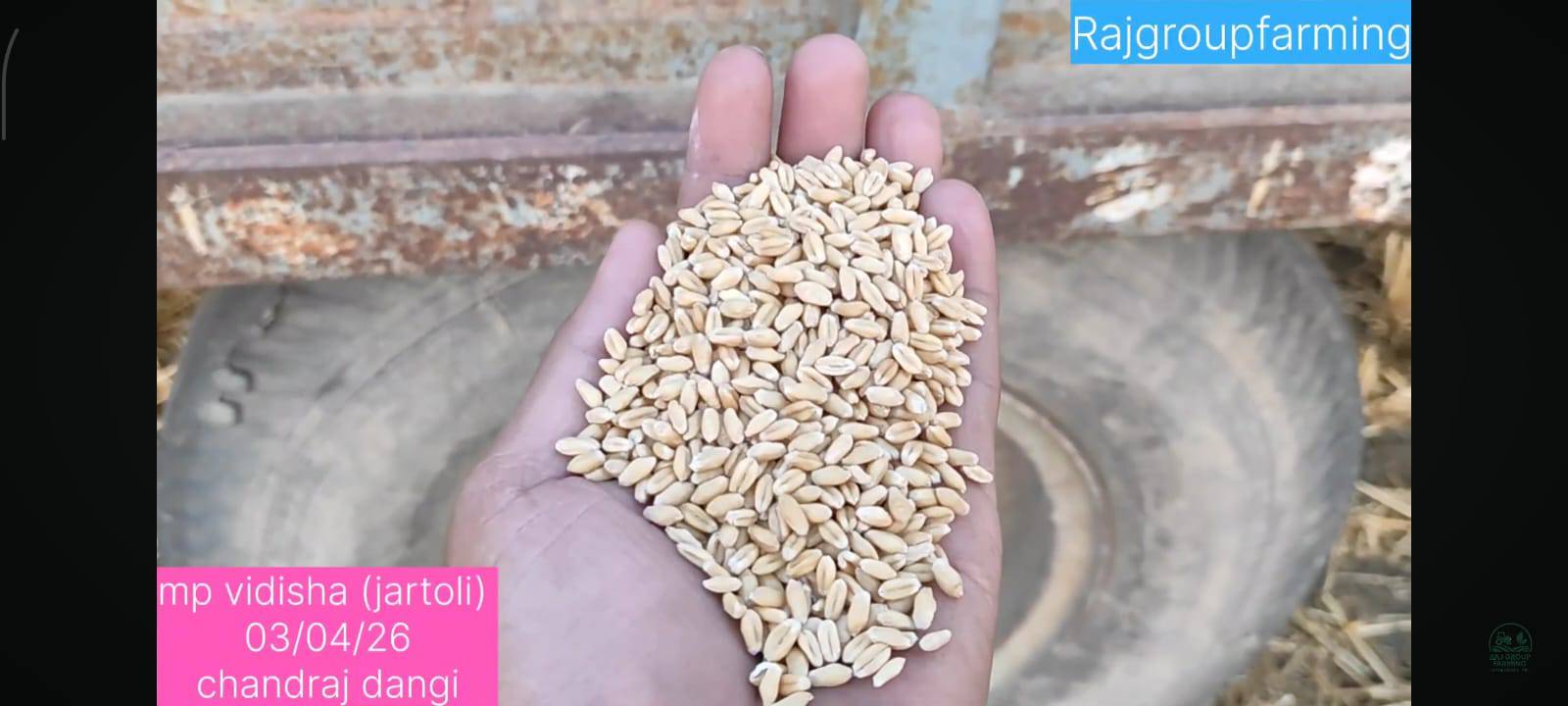 Bread Wheat बिक्री के लिए, विदिशा, मध्य प्रदेश