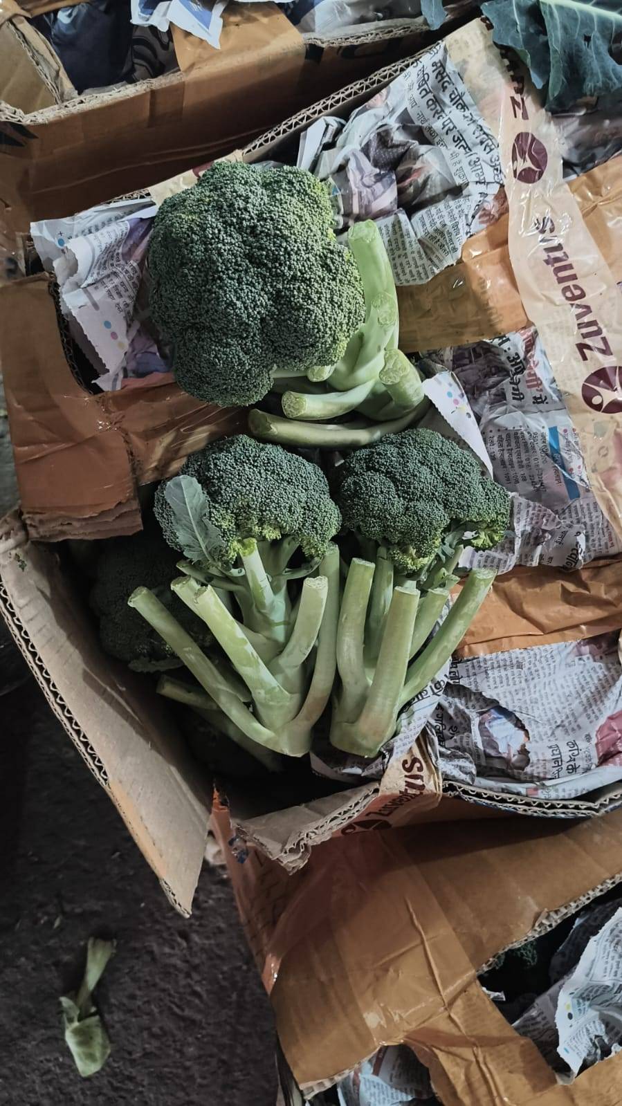 Green Broccoli for sale in North West Delhi, Delhi