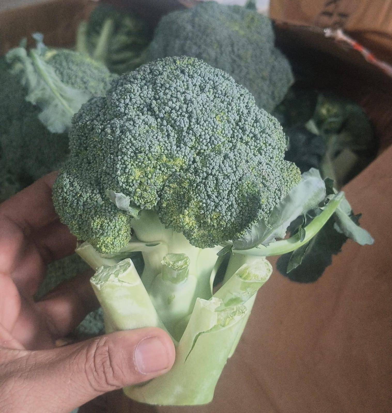 Green Broccoli for sale in North West Delhi, Delhi