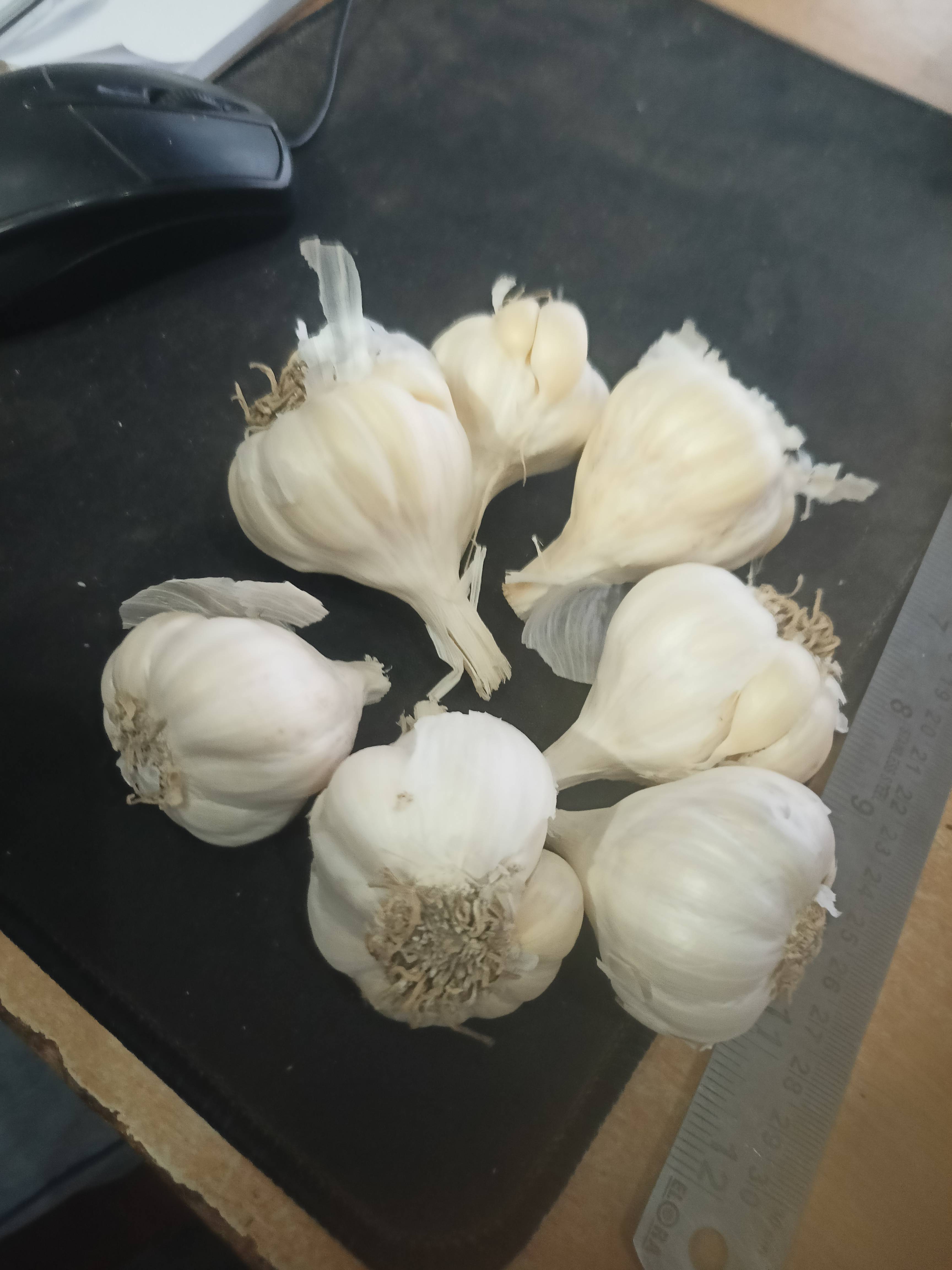 White Garlic for sale in Ujjain, Madhya Pradesh