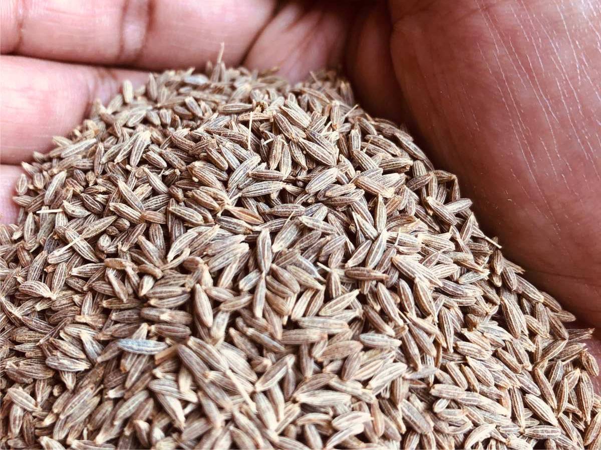 Cumin White Cumin
