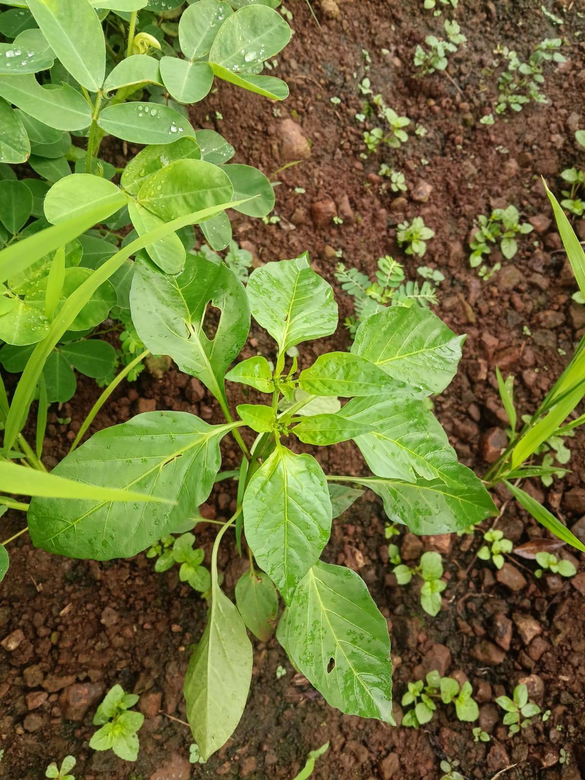 Green Cucumber for sale in Ahilyanagar, Maharashtra