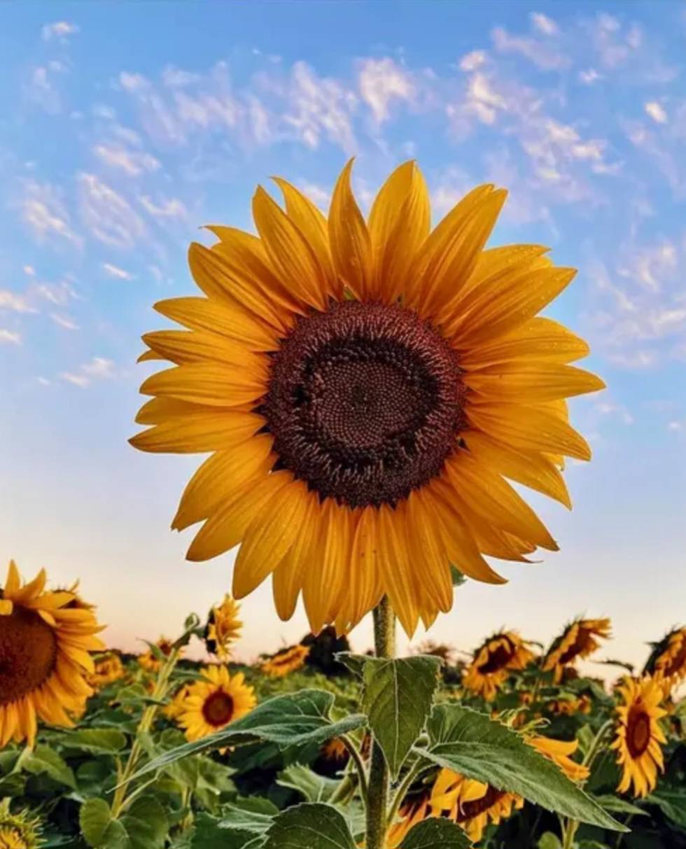 Sunflower Sunflower