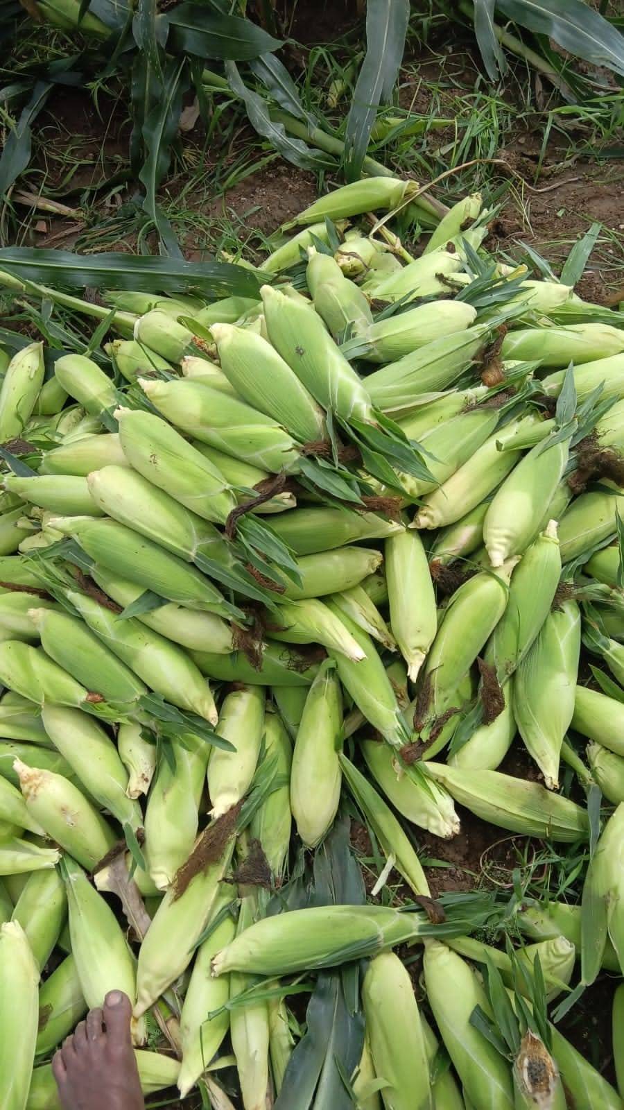 SweetCorn बिक्री के लिए, नासिक, महाराष्ट्र