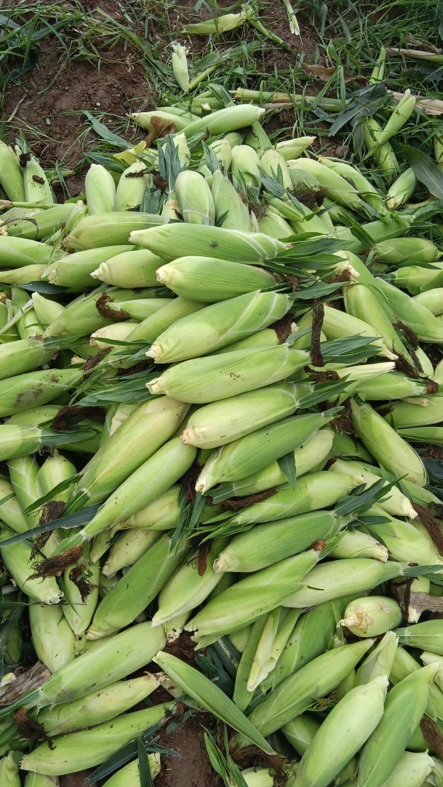 SweetCorn बिक्री के लिए, नासिक, महाराष्ट्र