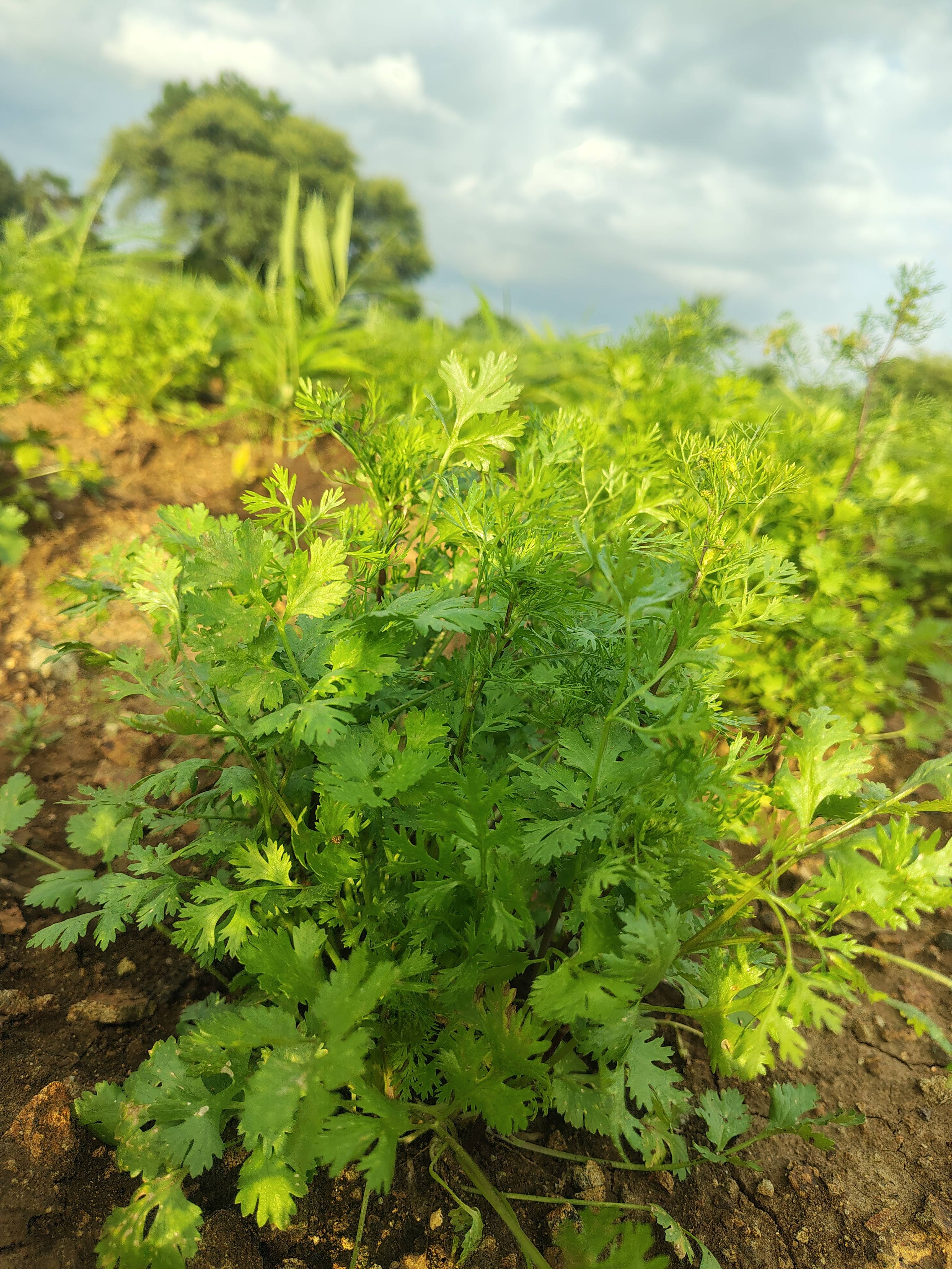 Coriander Leave for sale in Jalna, Maharashtra