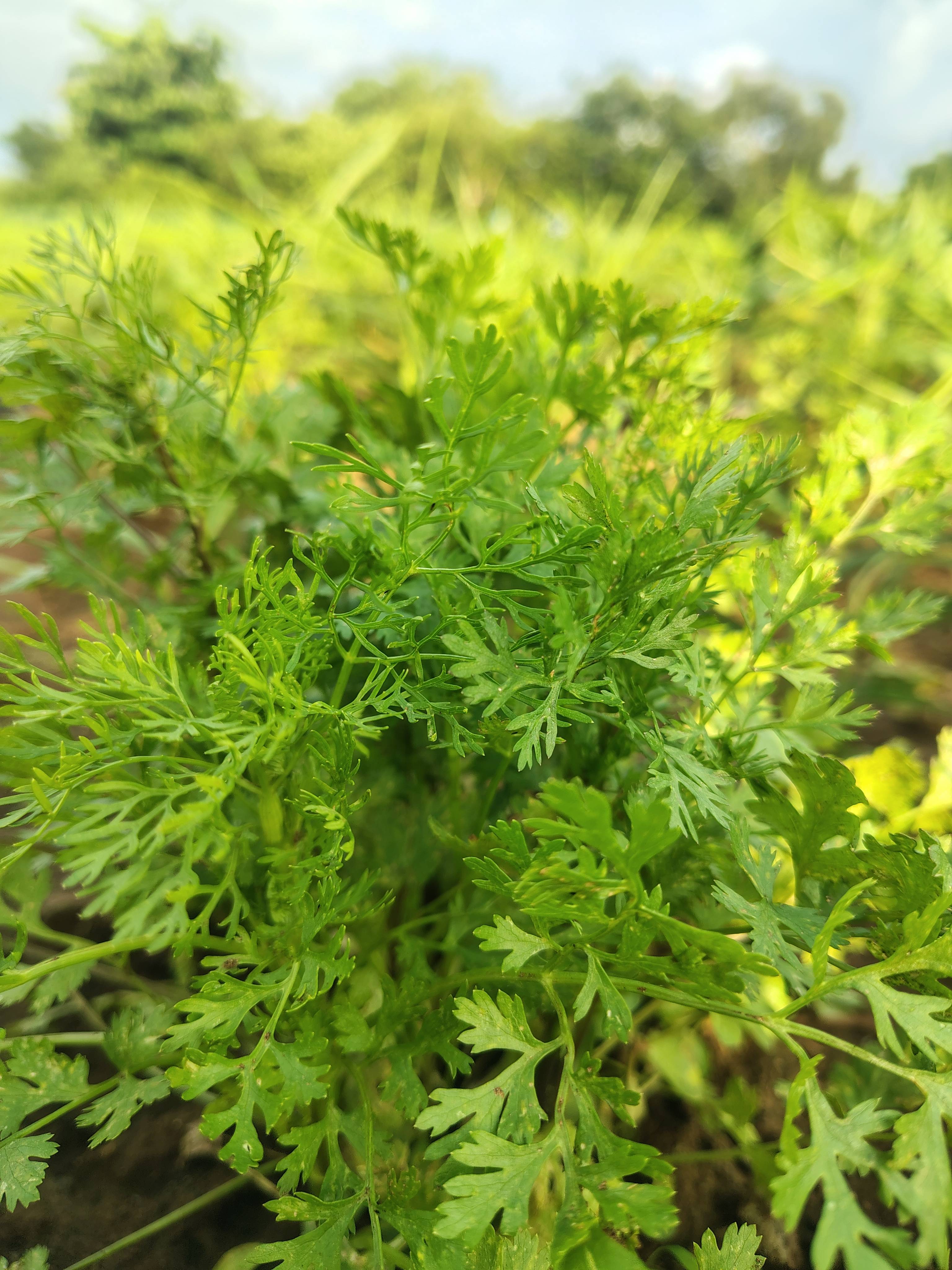 Coriander Leave for sale in Jalna, Maharashtra