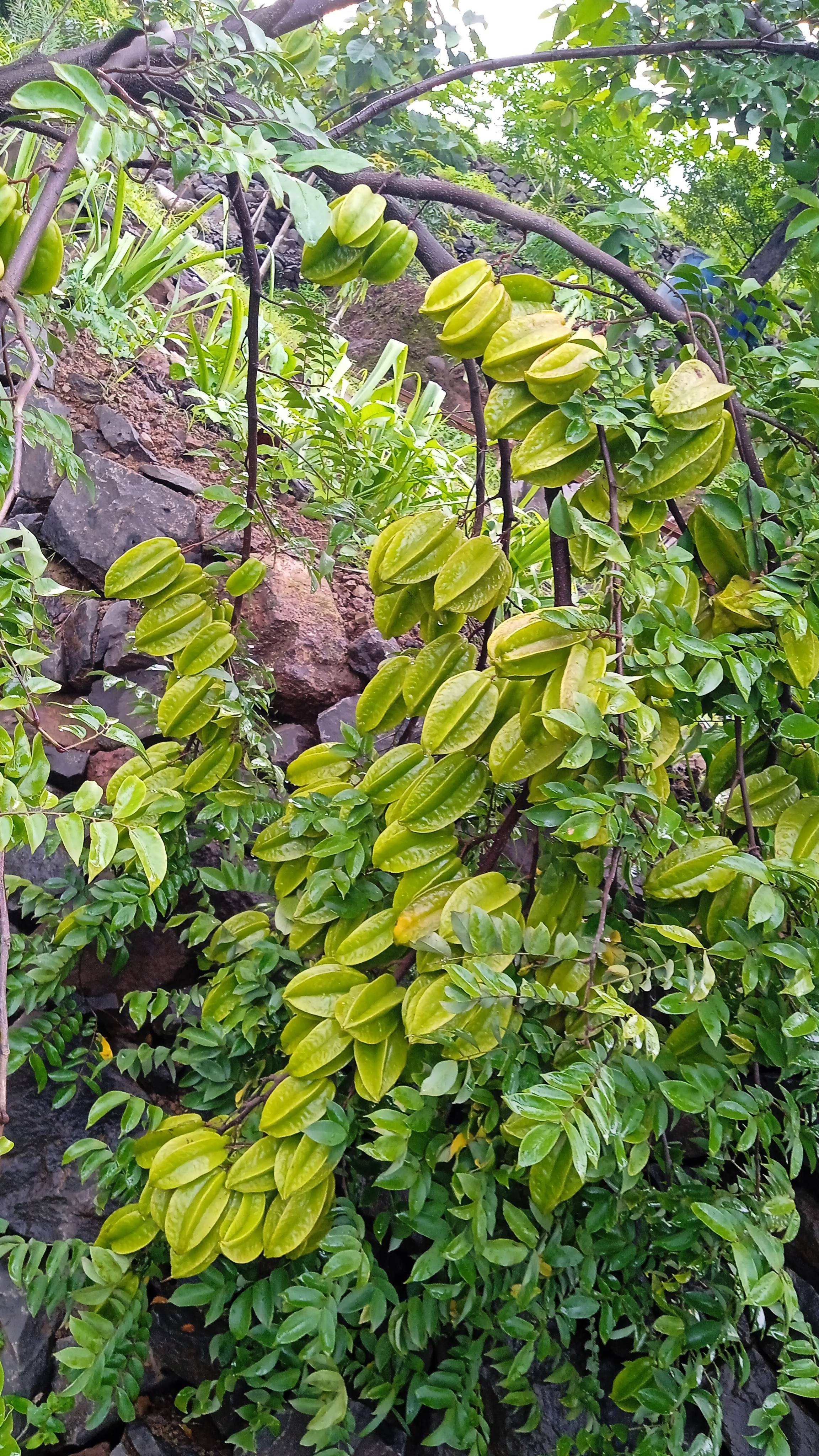 Star Fruit (Carambola) for sale in Satara, Maharashtra