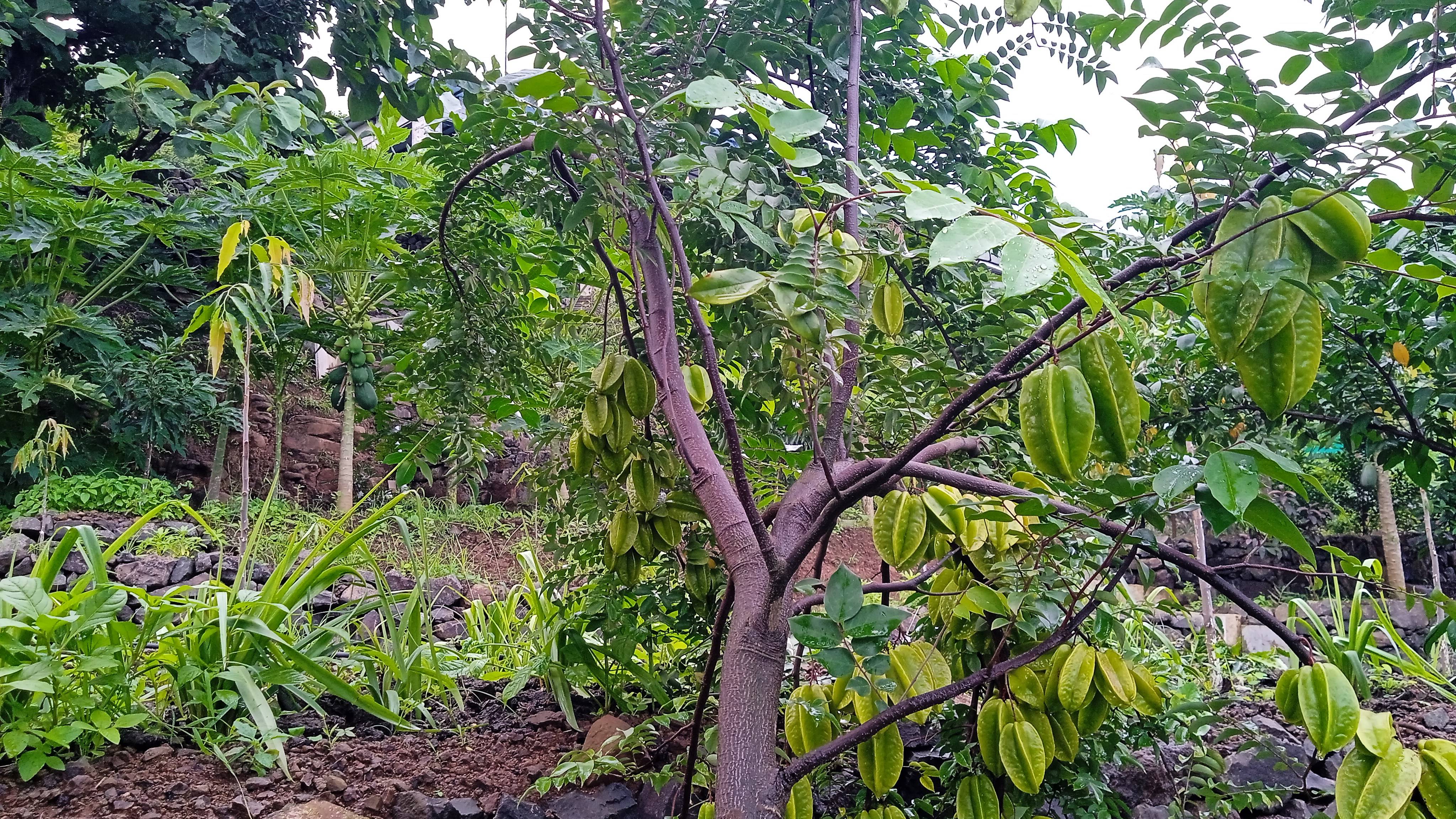करंबोळ Star Fruit (Carambola)