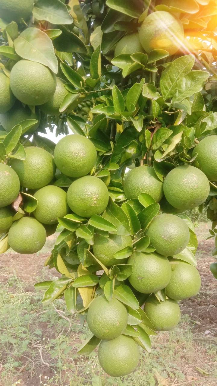 मोसंबी Golden Mousambi