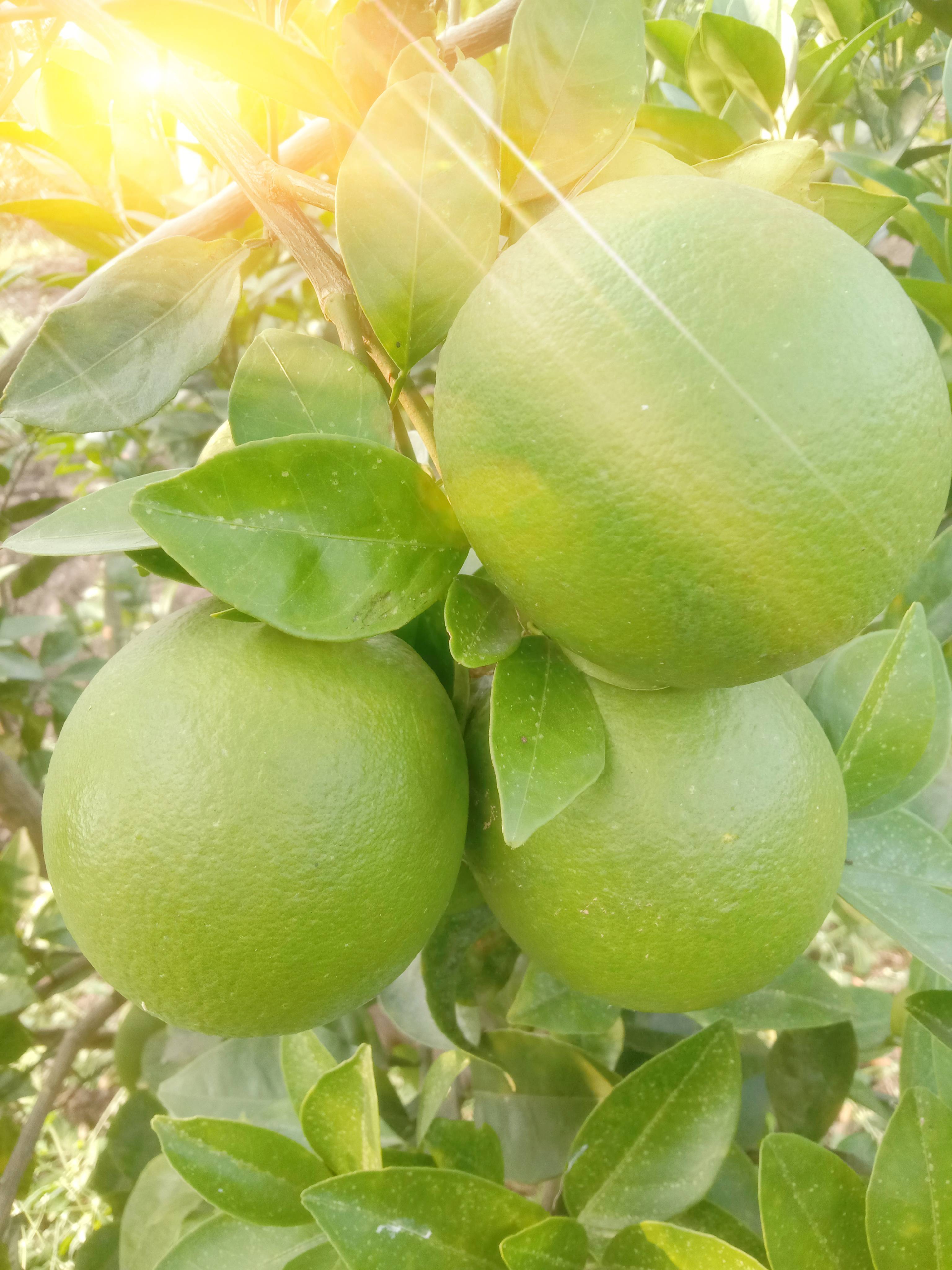 Golden Mousambi विक्रीसाठी, छत्रपती संभाजीनगर, महाराष्ट्र