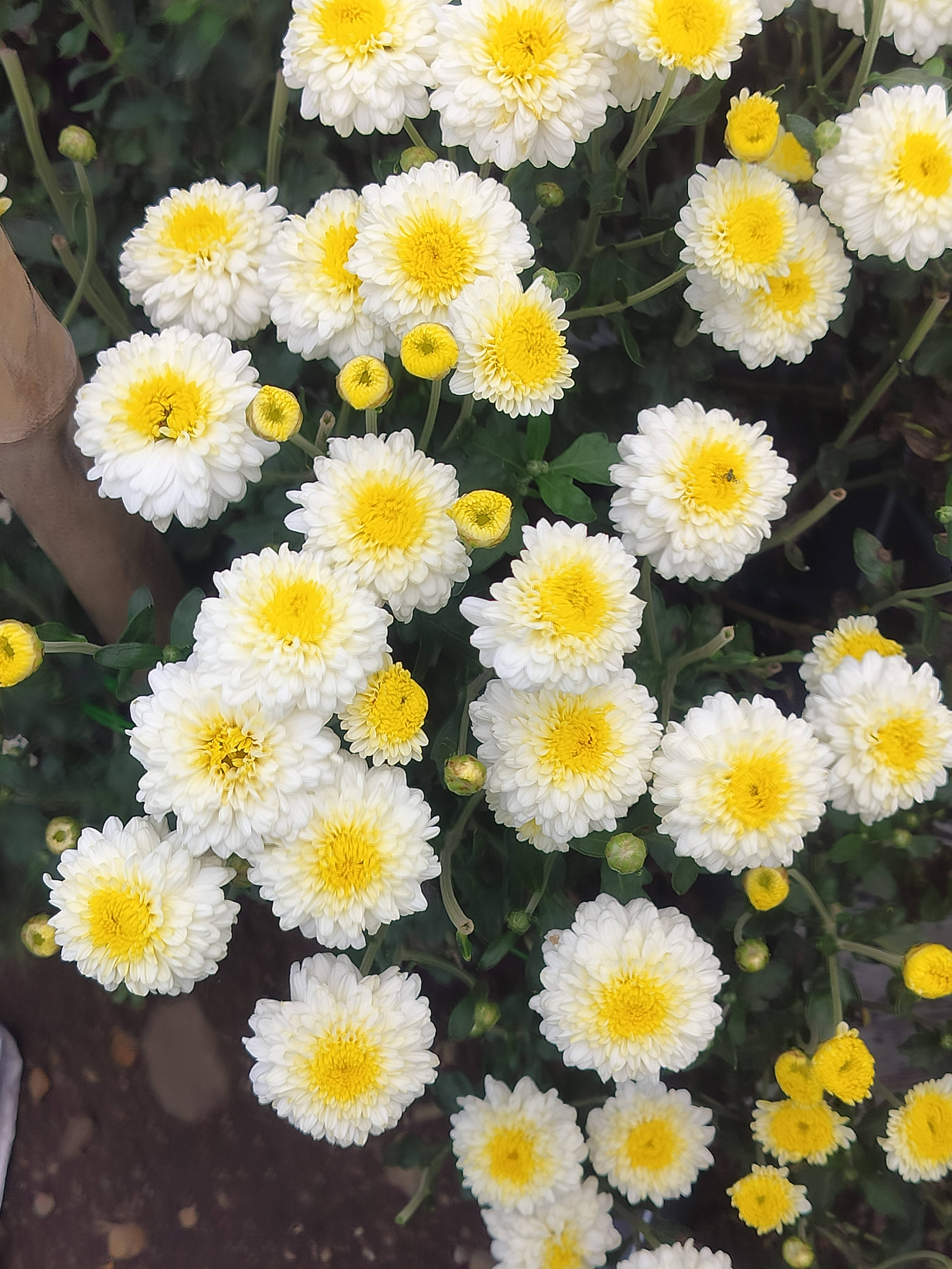 Chrysanthemums White Chrysanthemum
