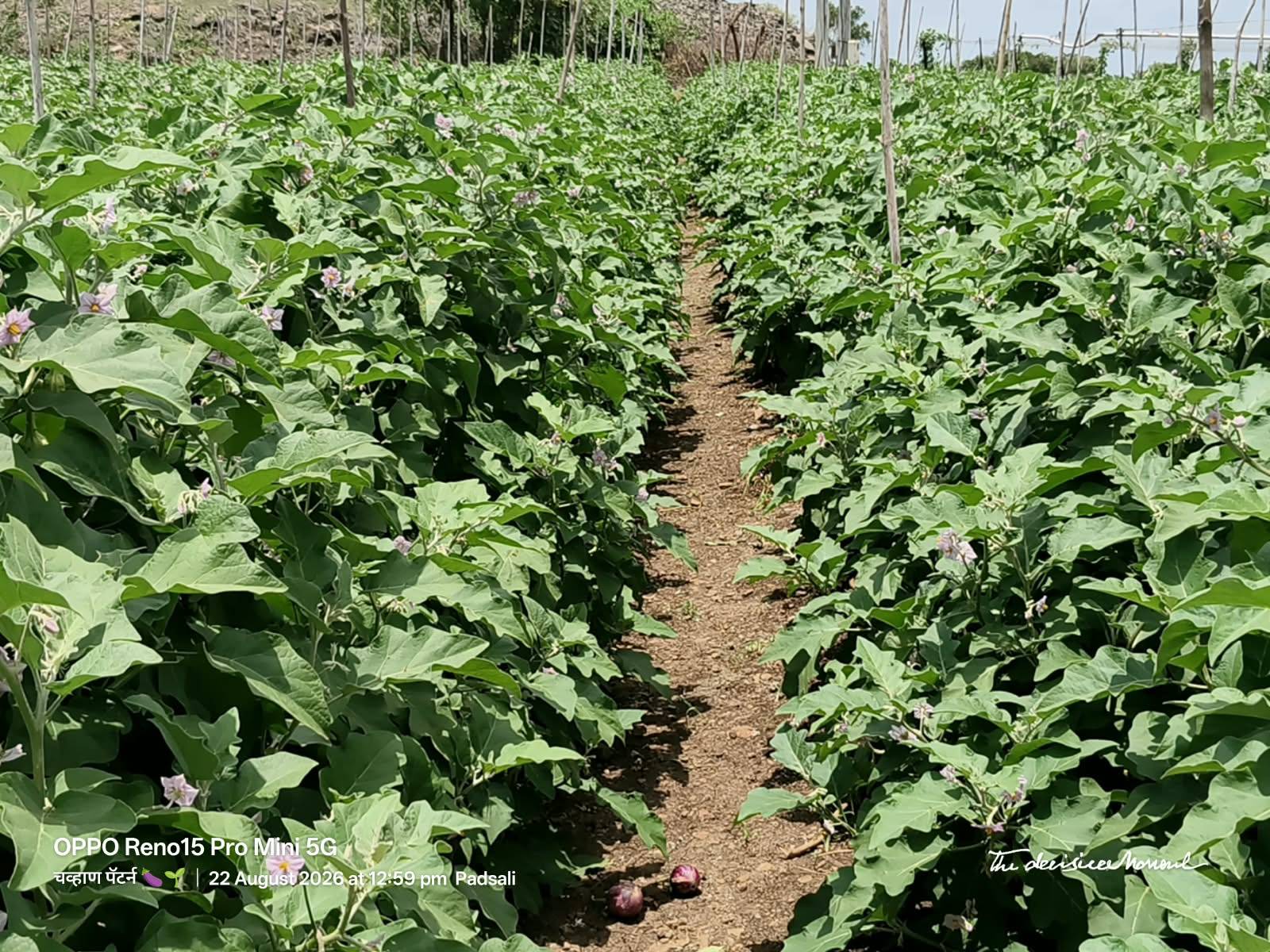 Purple Brinjal बिक्री के लिए, सोलापुर, महाराष्ट्र