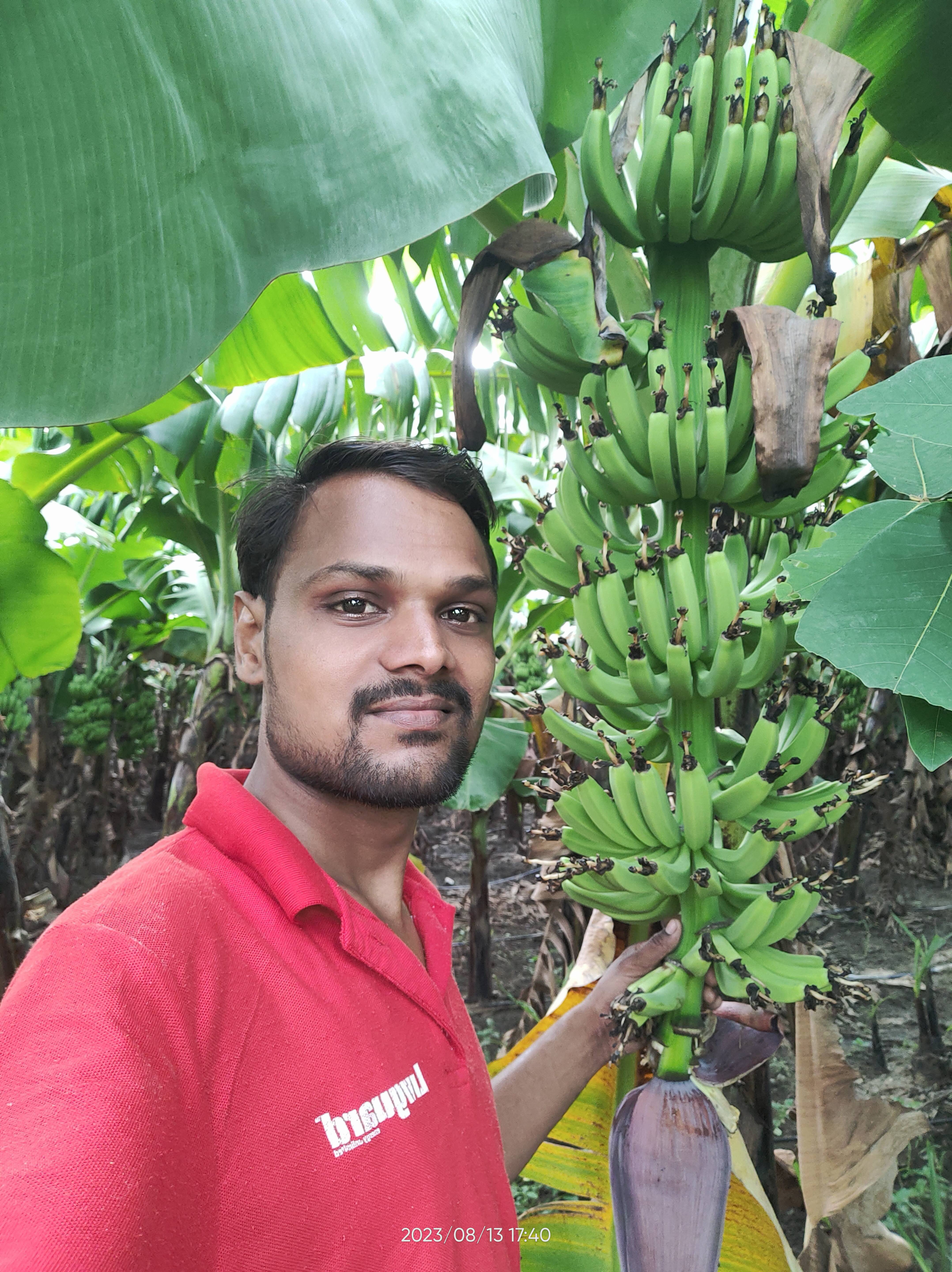 केळी Green Banana